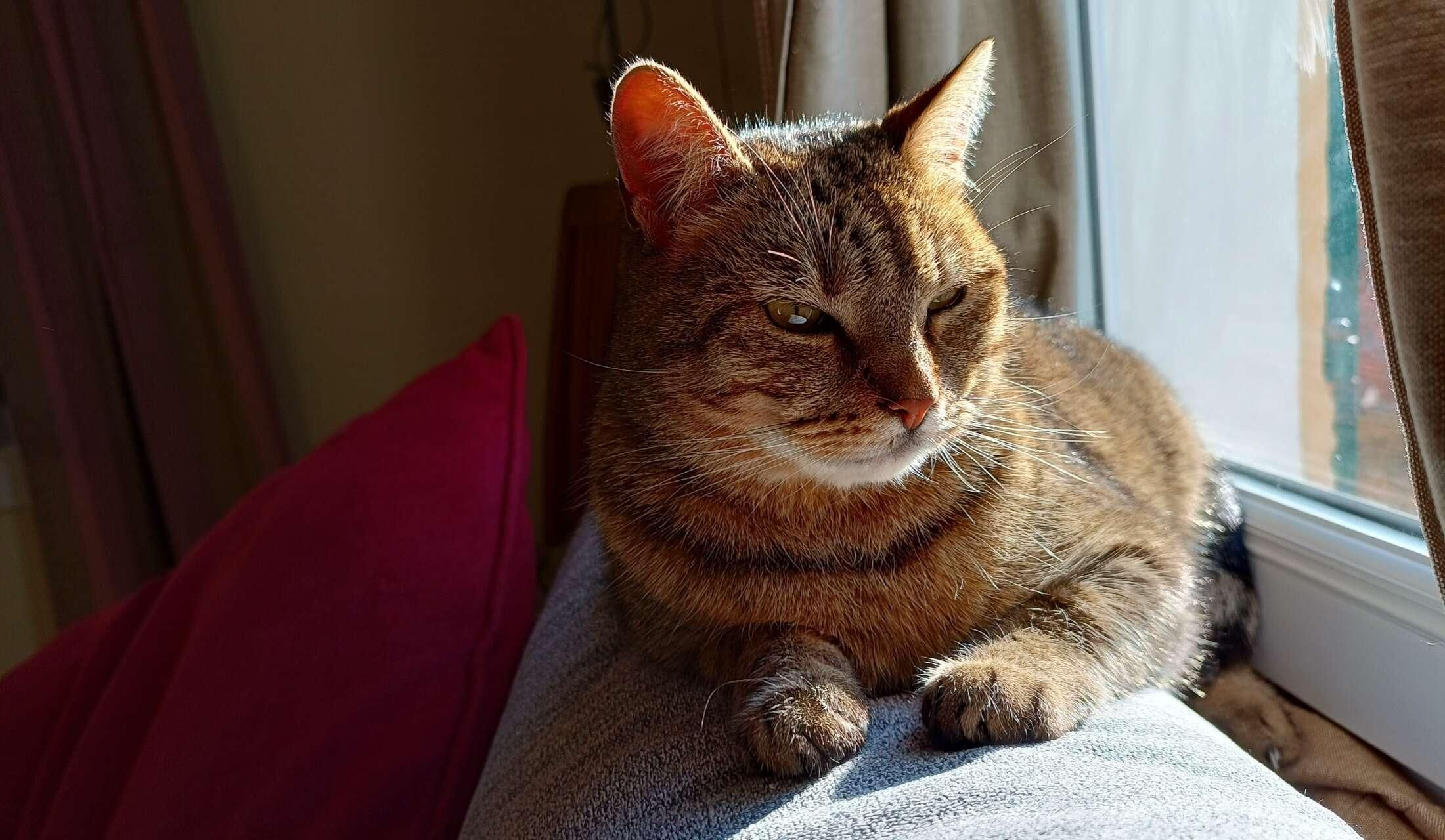 Charming Nice Villa with 2 happy Cats: sunlit and well-located - Image 6
