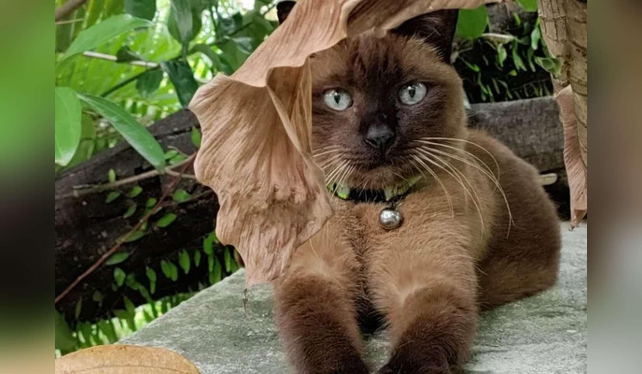 Sunny Days with Cats and Frogs in Malaysia. - Image 4