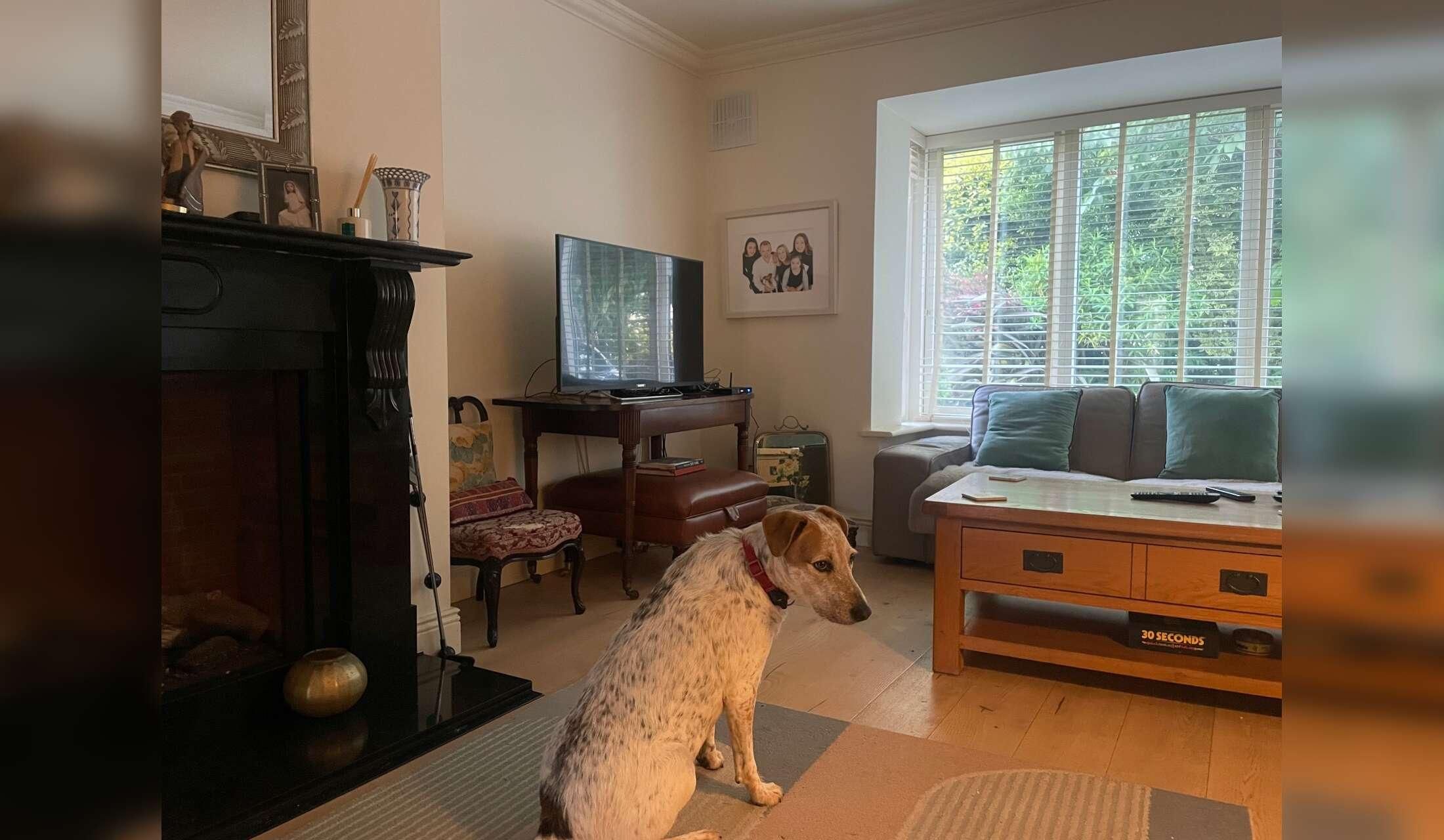 Mind My Dog in my Home - Image 7