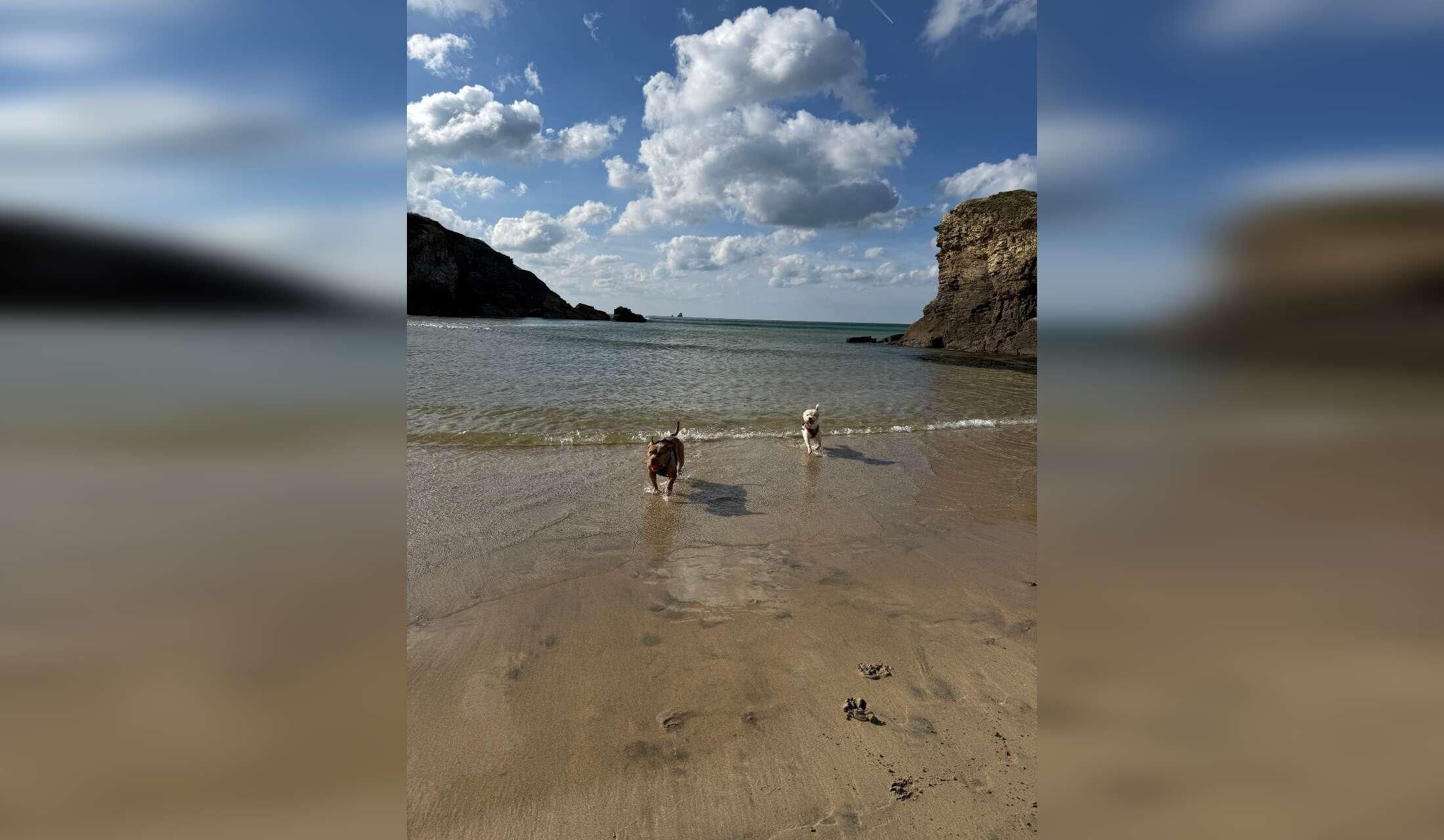 Two sweet dogs & a house  in Cornwall - DECEMBER 2026! :-) - Image 9