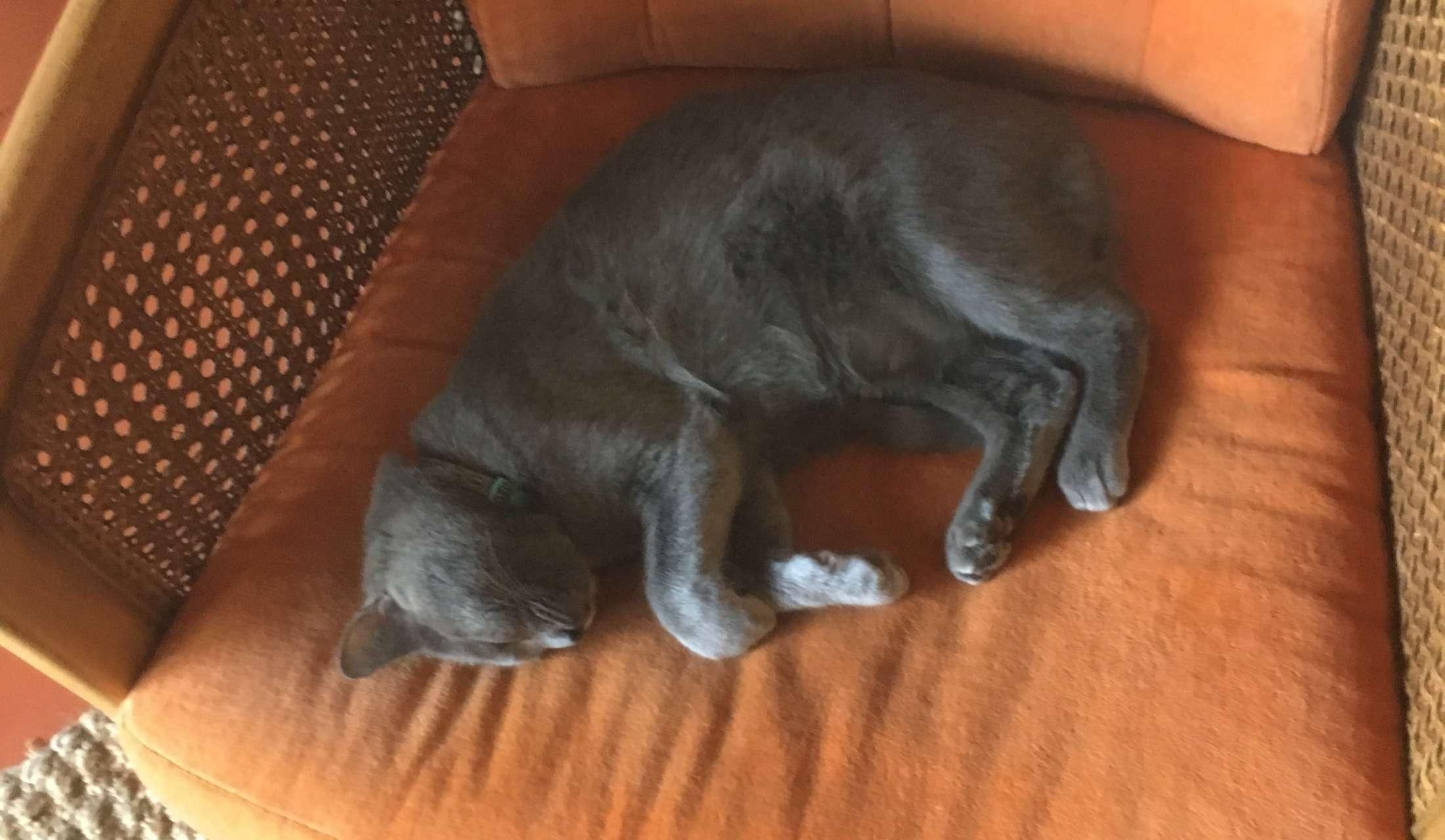 Looking for a house/pet sitter for the week of Thanksgiving 2026 - Image 7