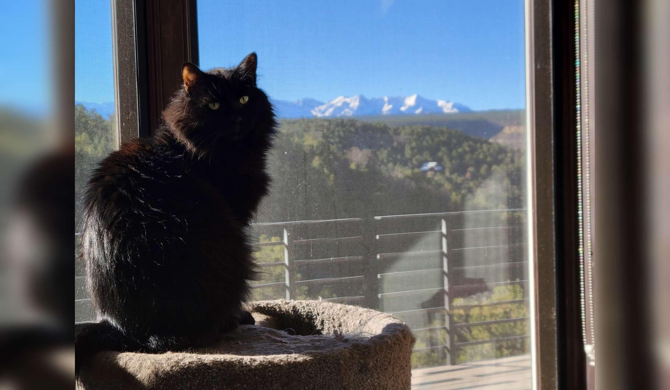 Cat Sitter needed in a beautiful, small mountain town in Colorado - Image 2