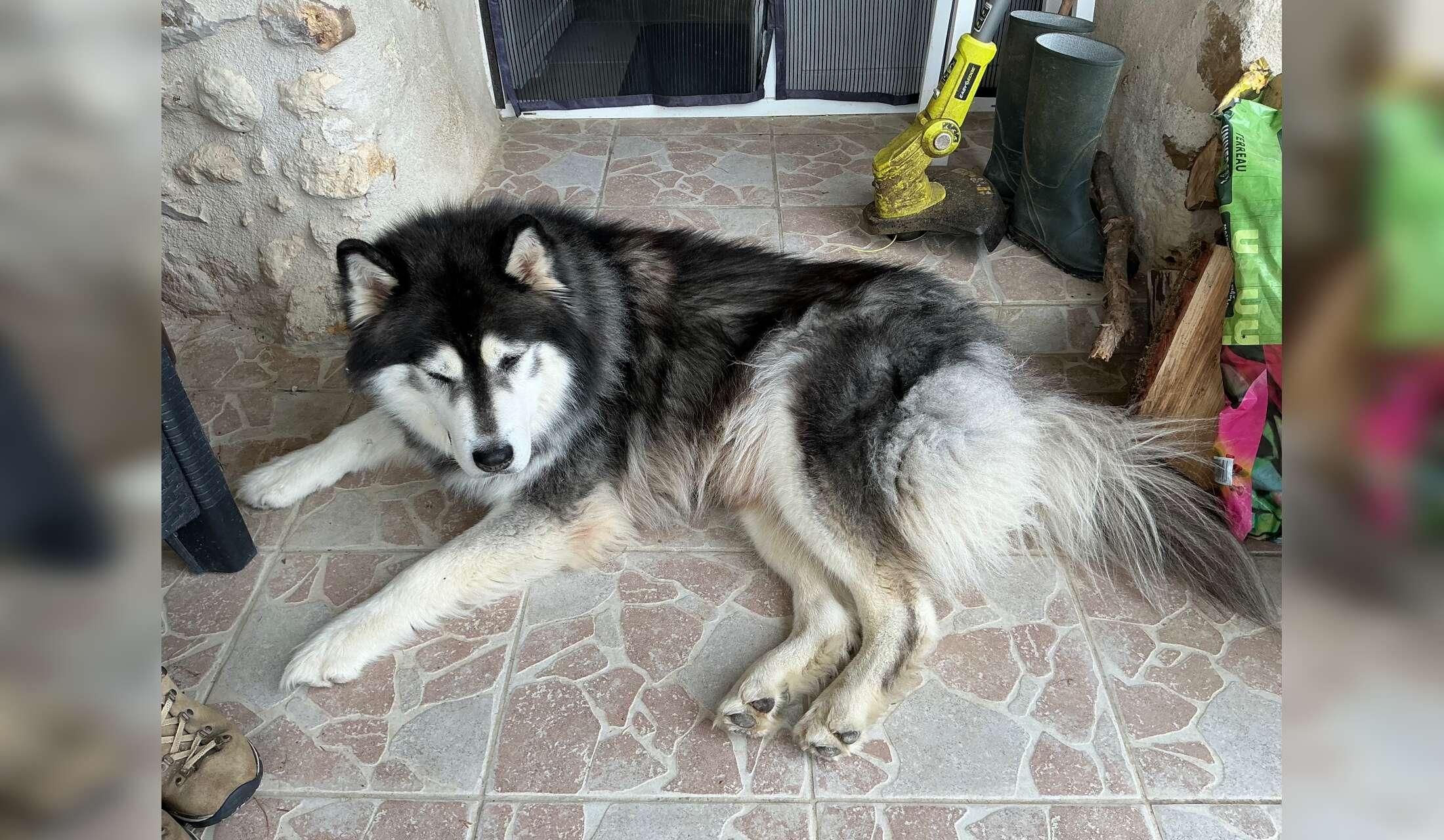 Our adorable husky Oreo - Image 3