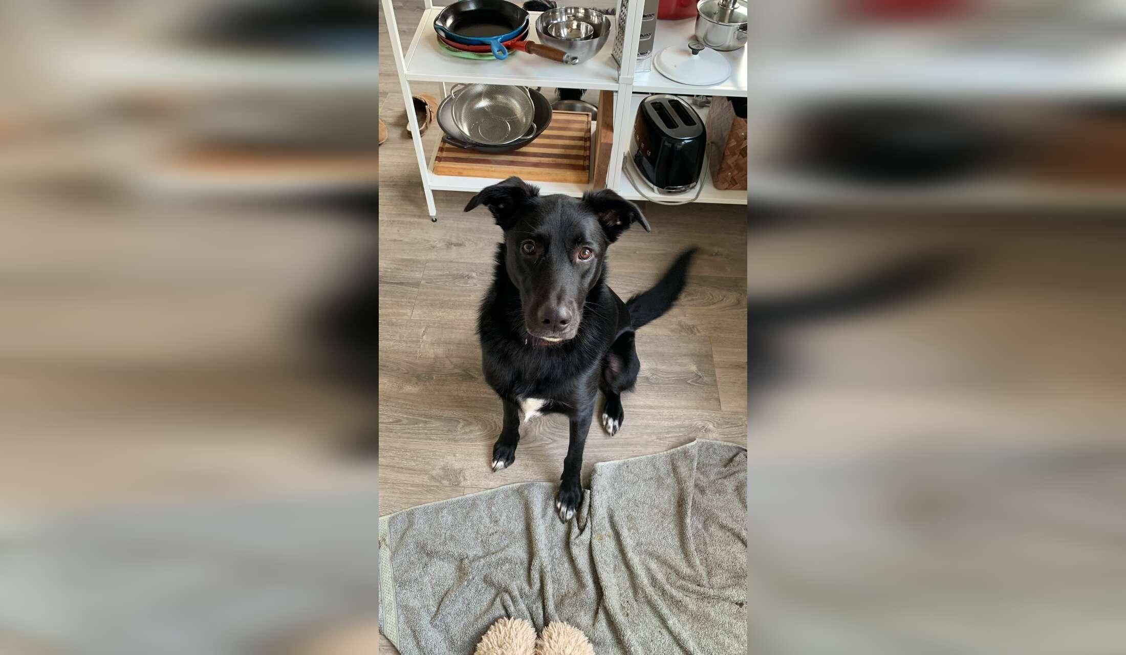 Pet & House sitter needed - Bussum - Image 7