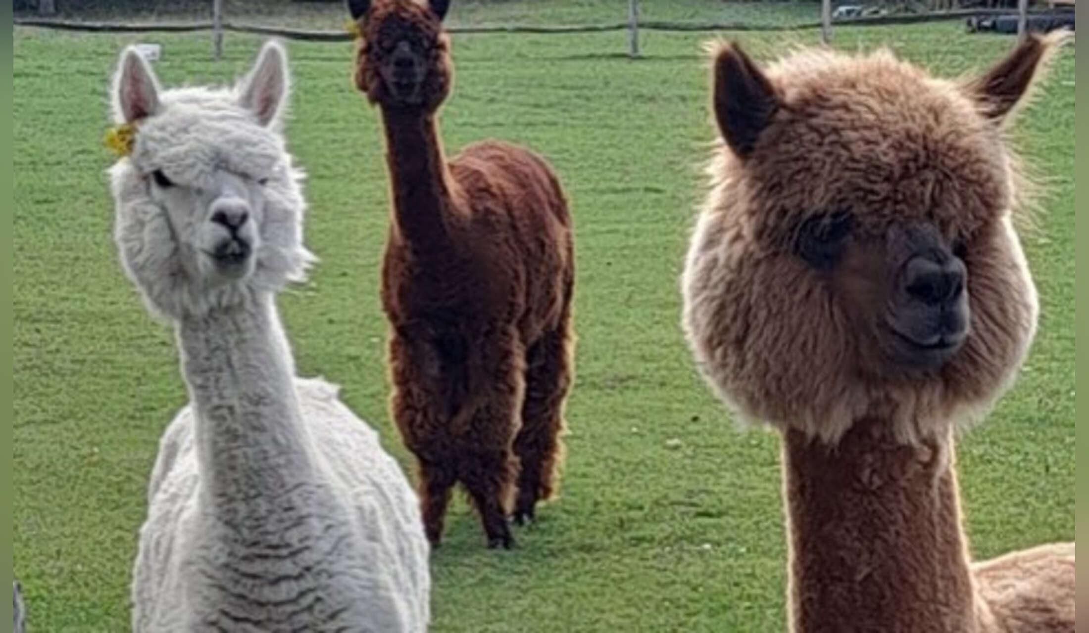 Farm stay: 15 alpaca, 2 cats, 1 house with housemate - Image 9