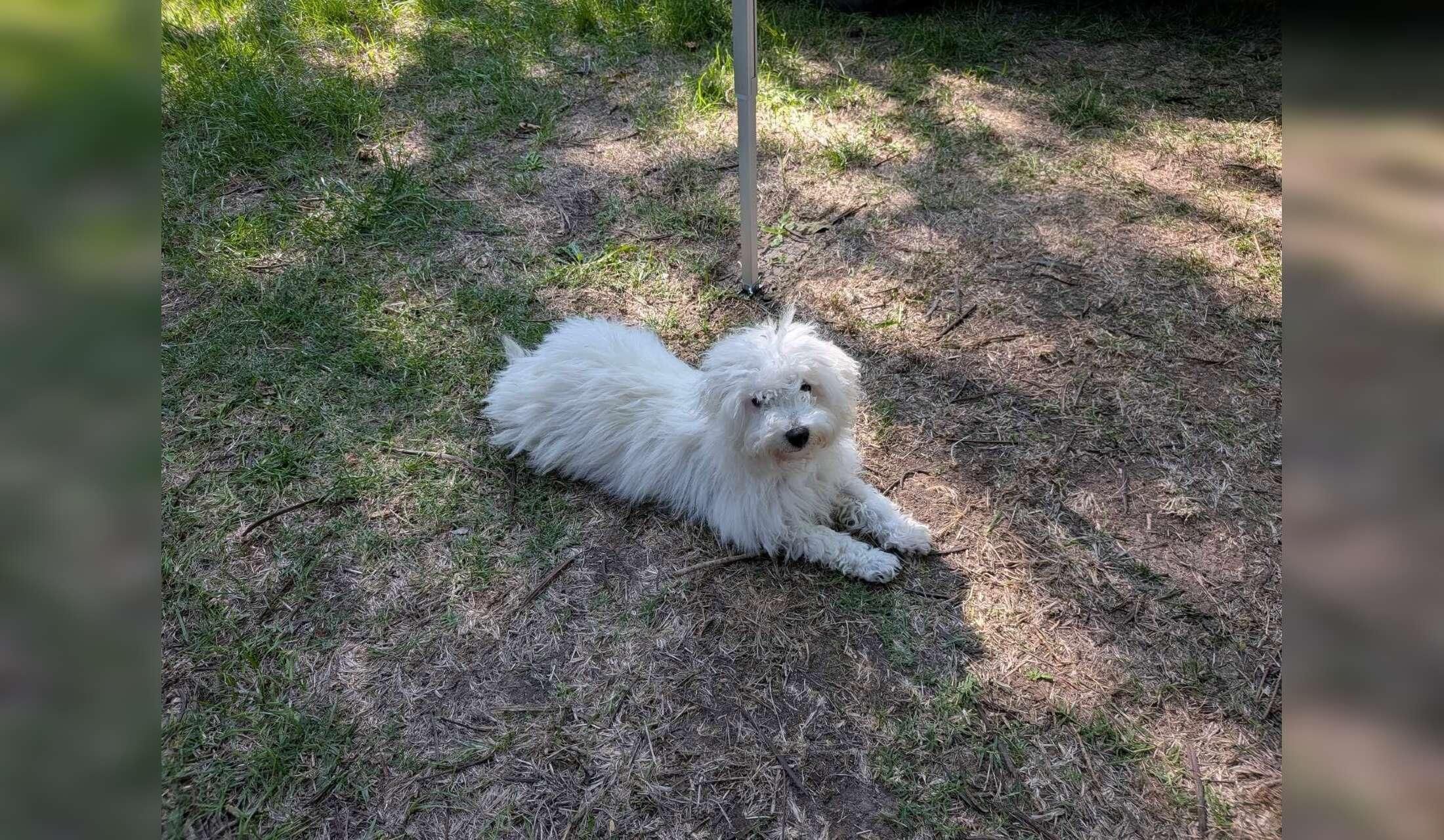 Meet Cane, a cute, friendly Bichon Bolognese looking for a new friend! - Image 2