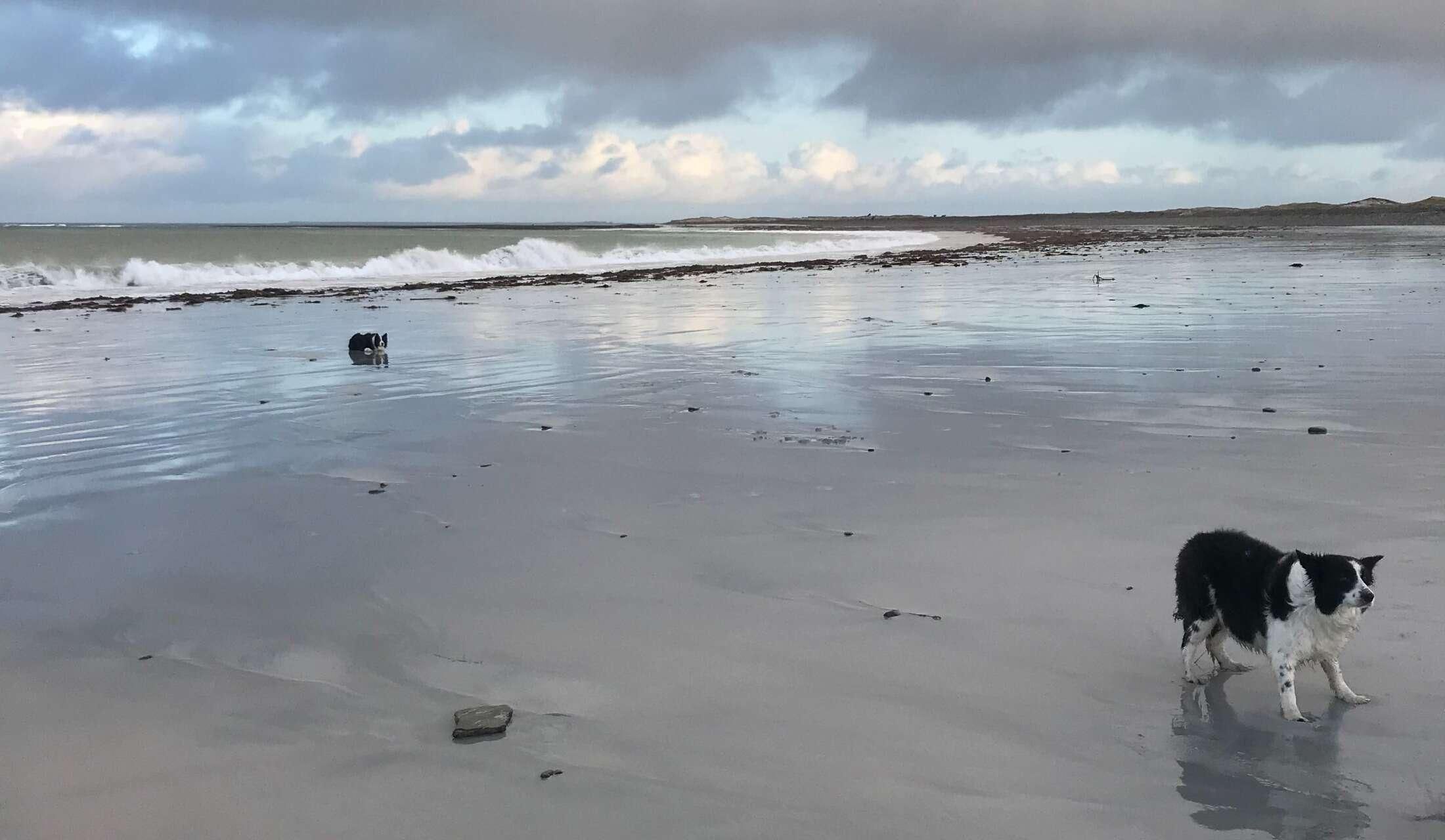 Orkney Islands - dog sit opportunity - Image 6