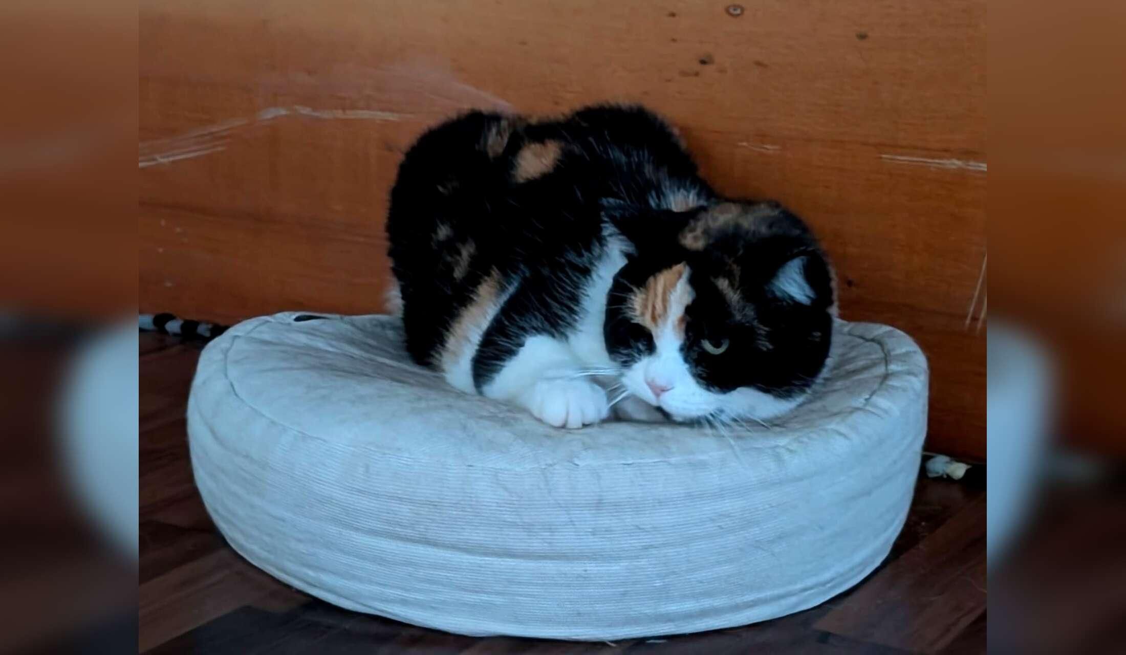 Professional Home and Petsitter wanted  for cats and donkeys in Sardinia, Italy - Image 3