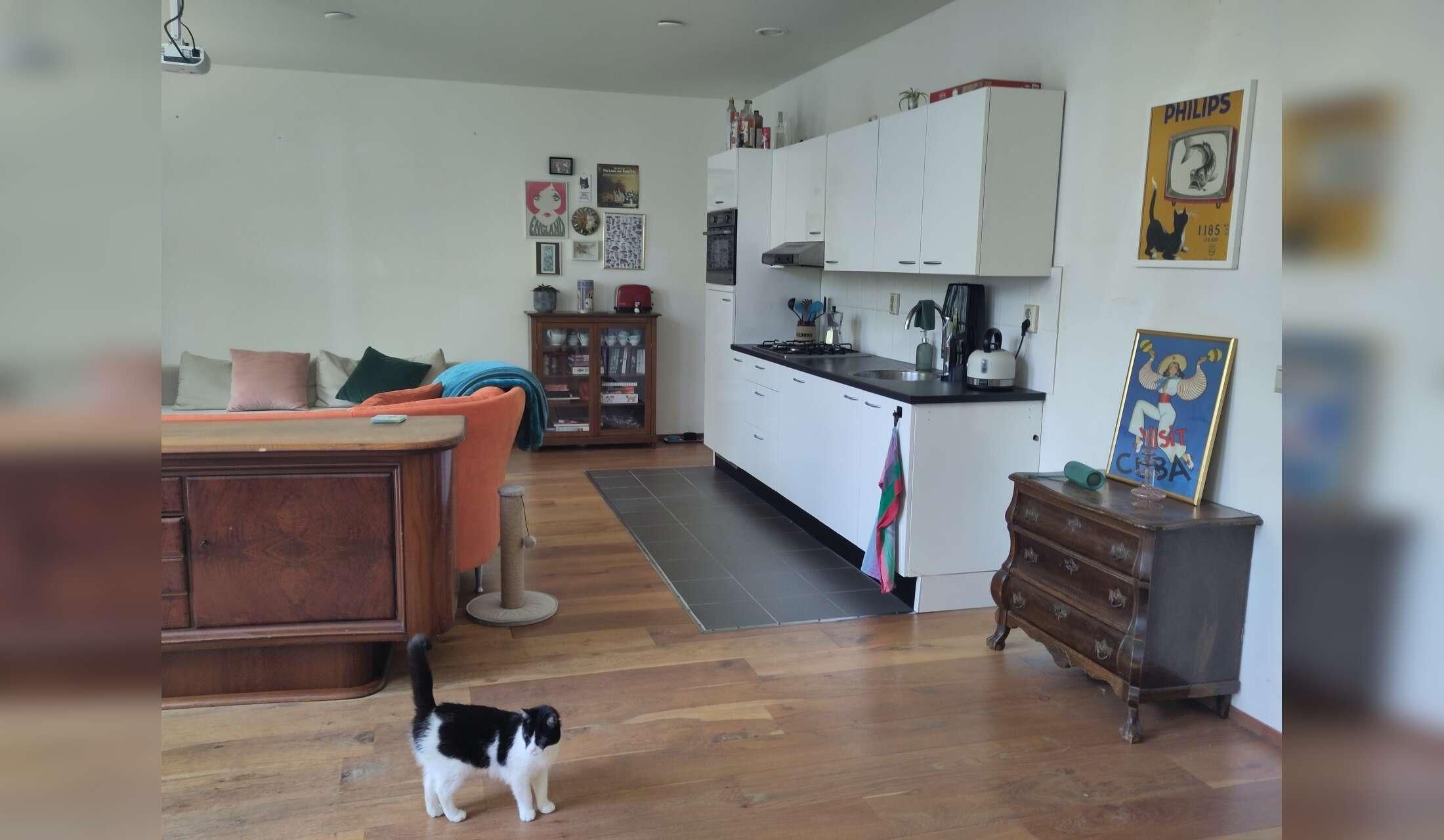 Cat/housesitting in Amsterdam Noord - Image 4