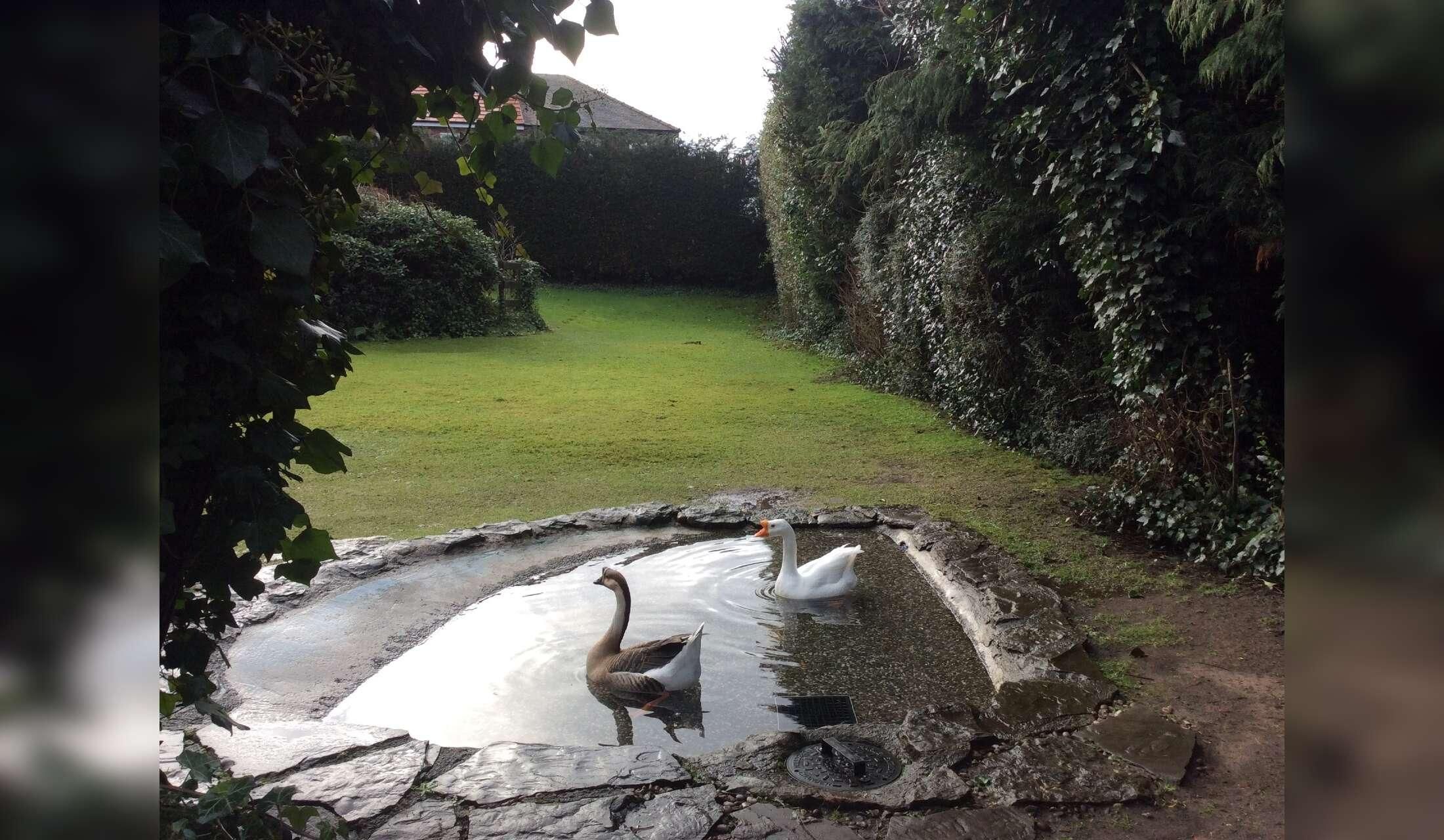Holiday care for our house & 2 Chinese geese