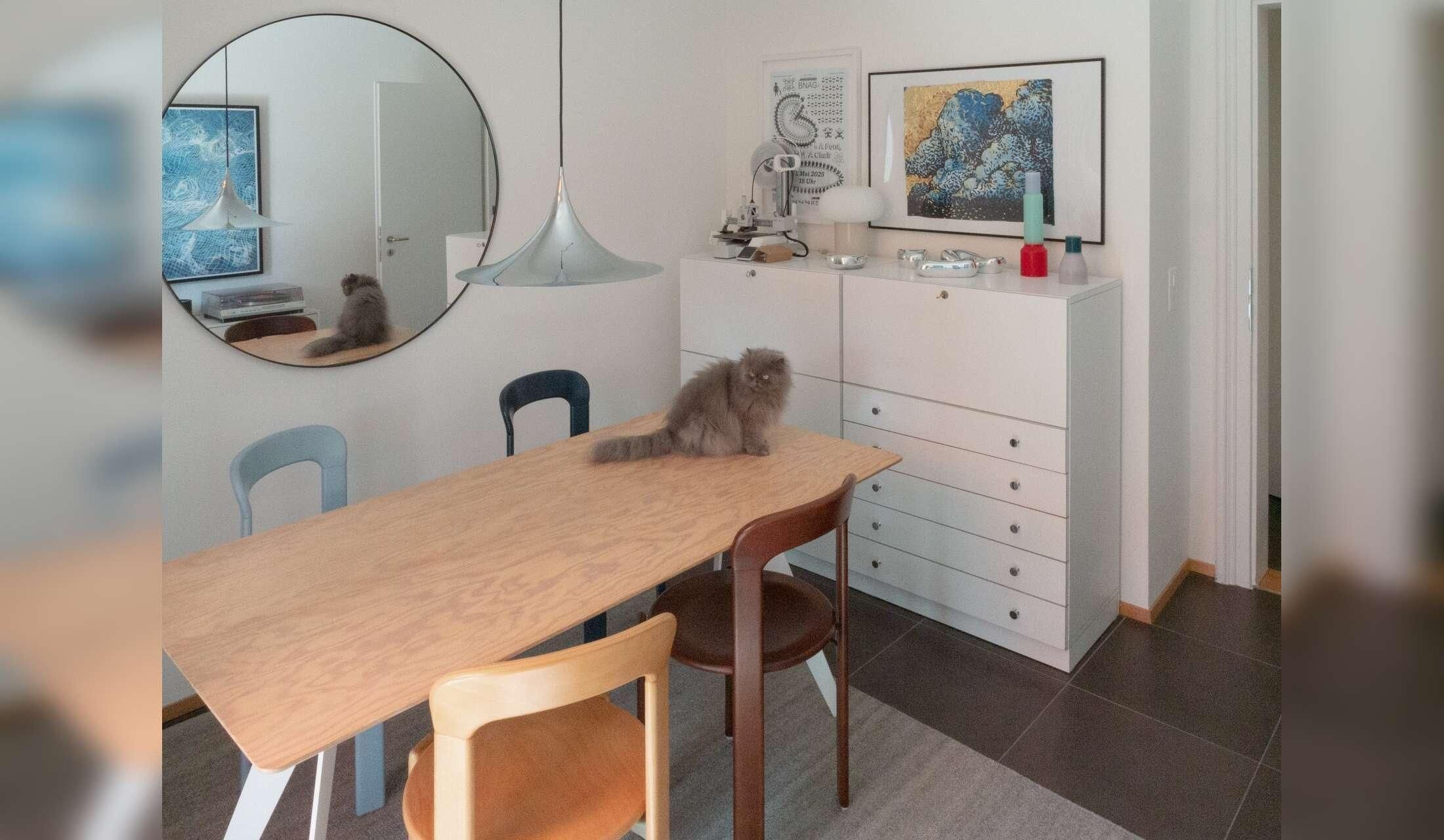 Lovely Persian cat in beautiful and central Zurich apartment - Image 5