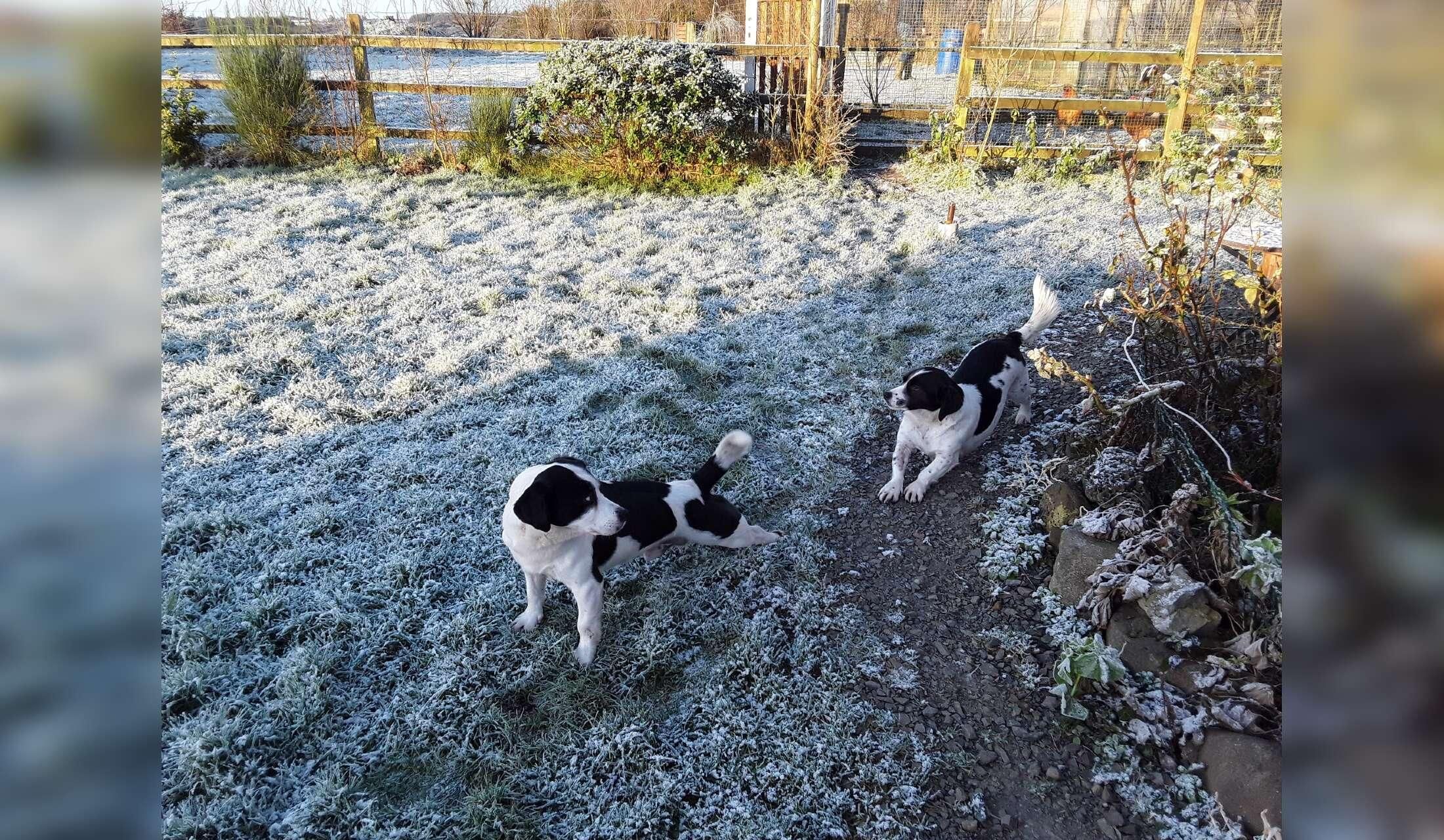 House and dogs sitter in rural Ireland