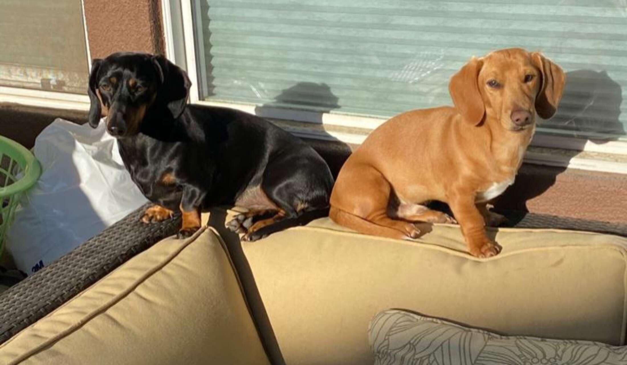 Short Local House sit -Sacramento Area -October - Image 2