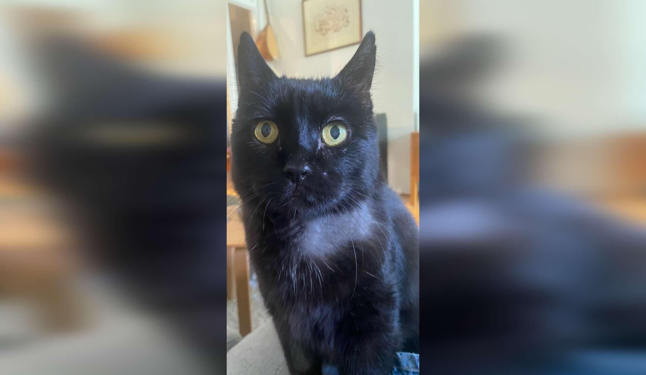 Senior cat Bilbo needs an experienced sitter - Image 2