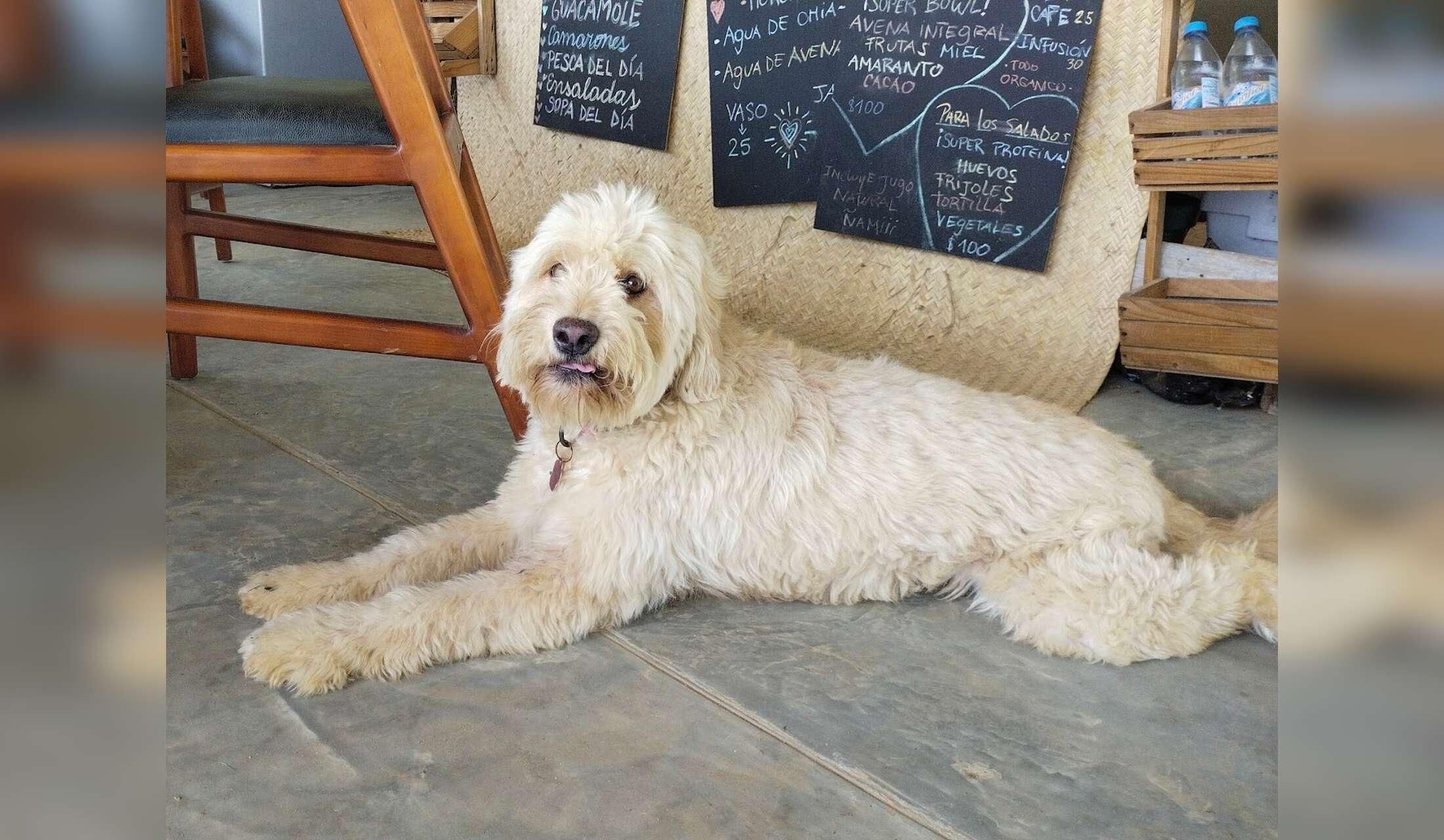Take care of two quiet dogs, 100m from the beach in the beautiful historic town of Almuñecar, Andalusia, near Granada, Sierra Nevada and Malaga - Image 9