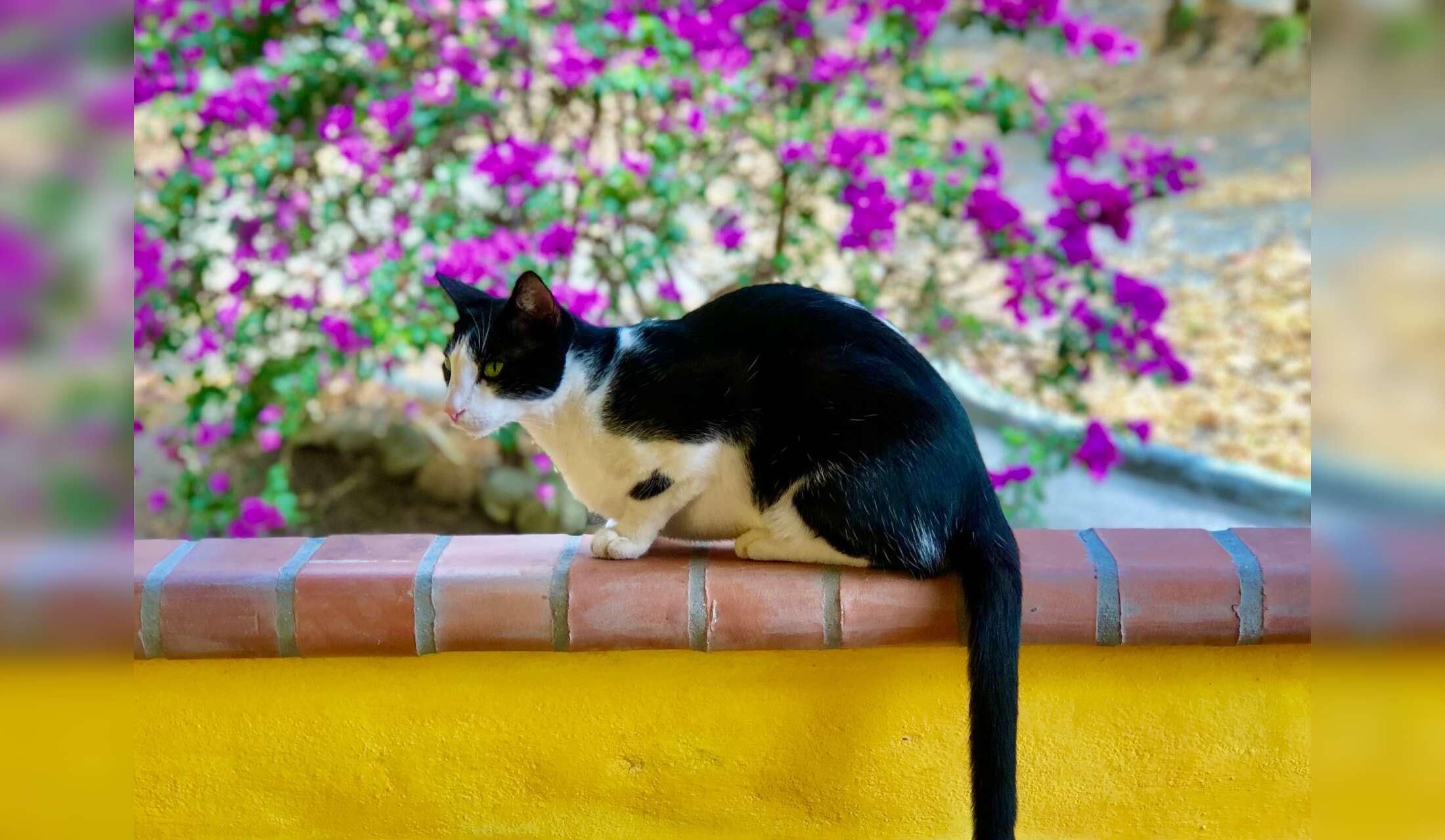 Looking for a couple to live close to the beach with 4 cats, Maggie, a senior dog, and a chicken. Close to the beach near San Carlos, Panamá - Image 3