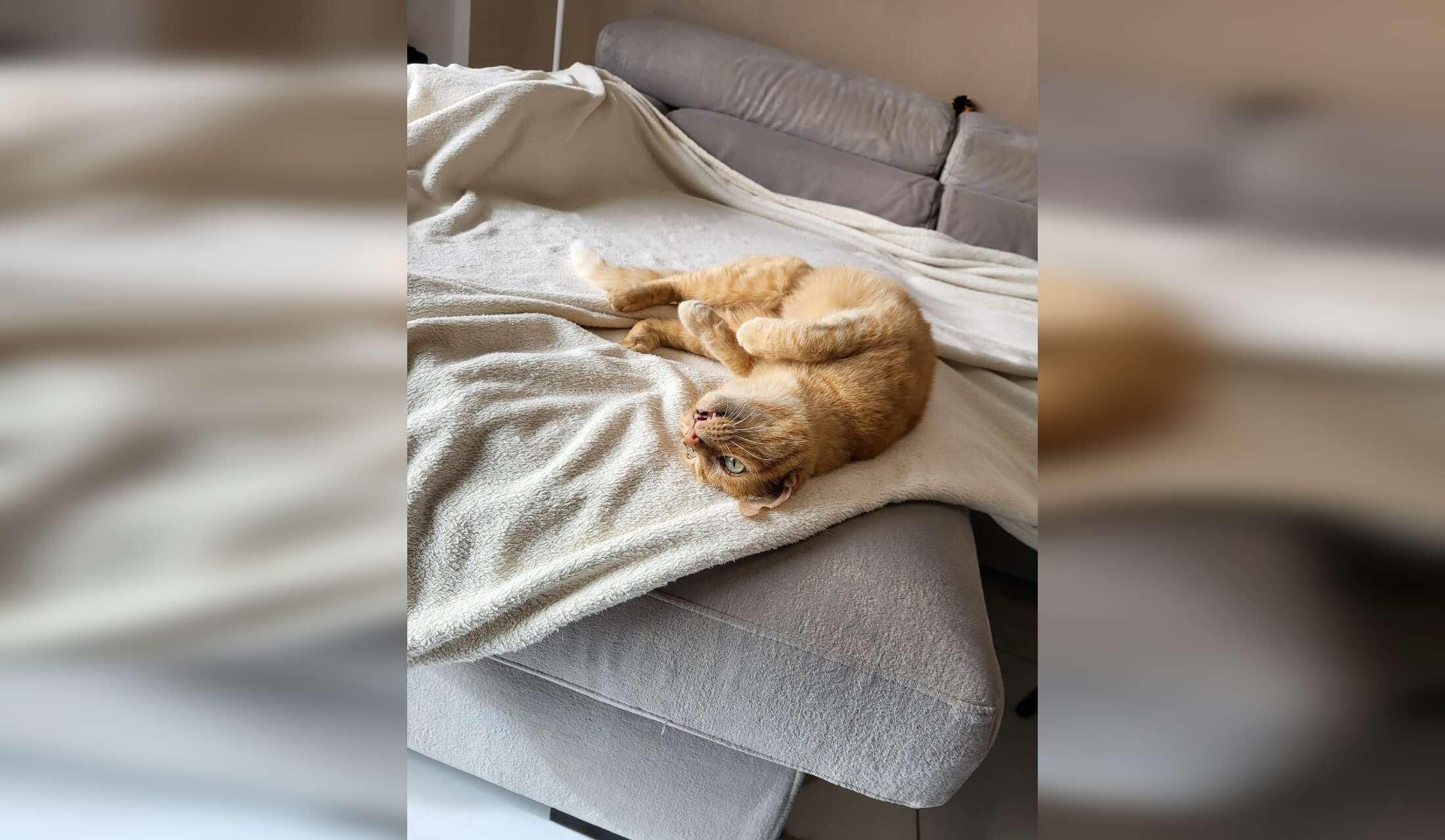 Malta Vegan Home: Private Ensuite Room, Plant-Based Cat Care - Image 10