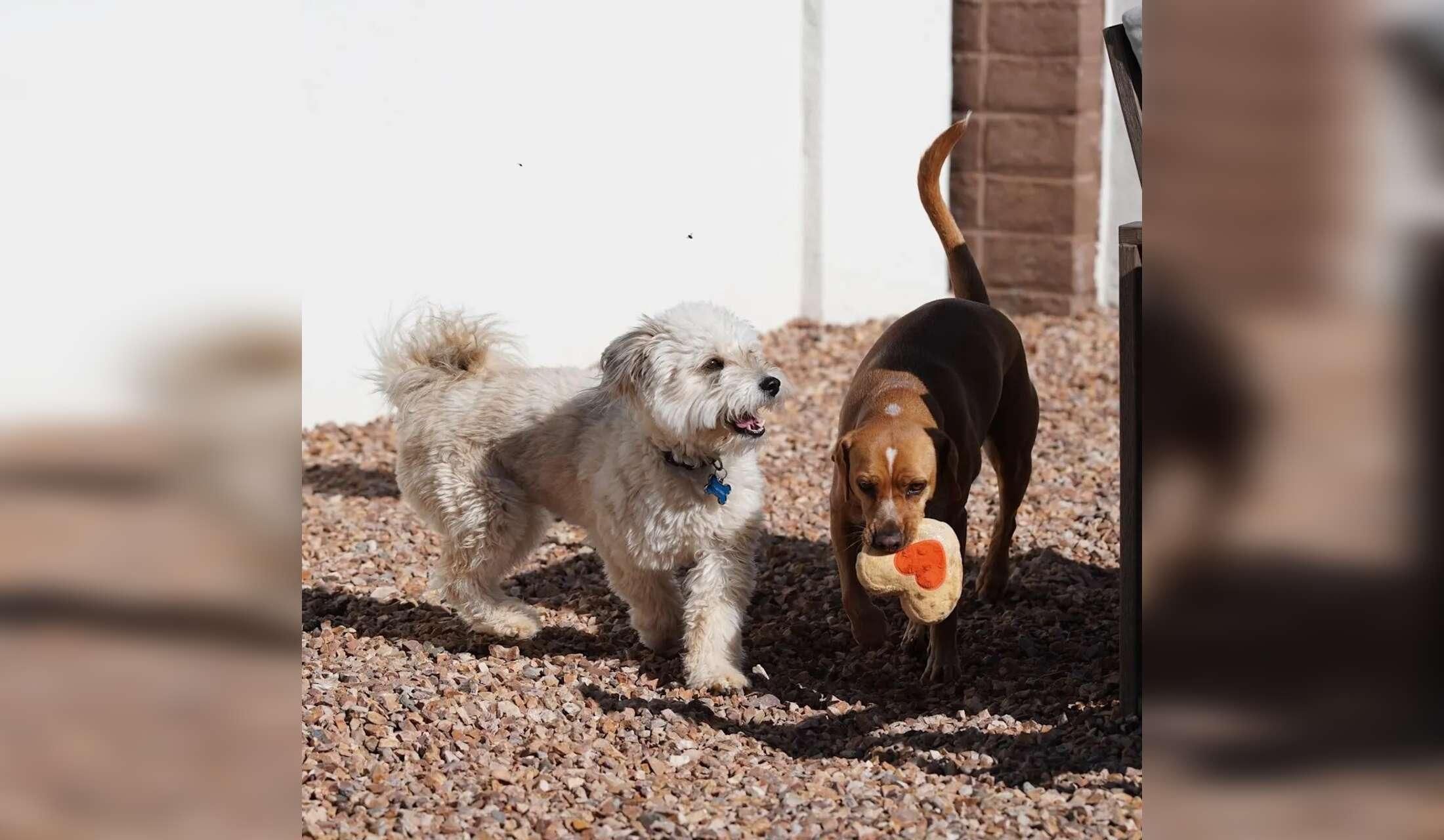 Come stay with Nacho and Blue in our desert home! - Image 2