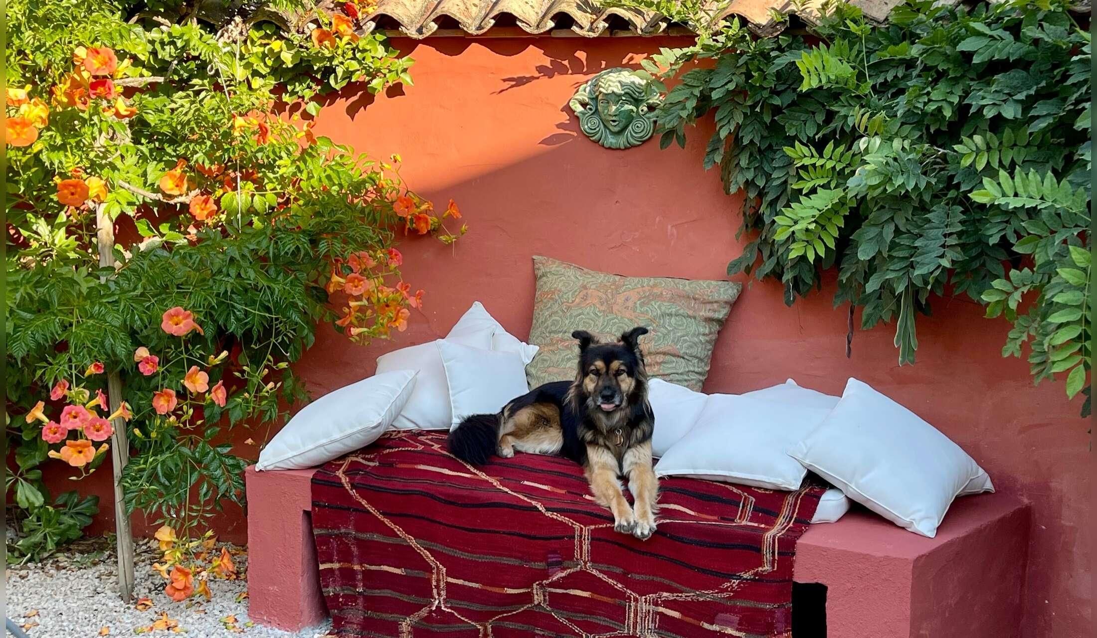 Provence French Riviera, dog in a house in the Var forest - Image 7
