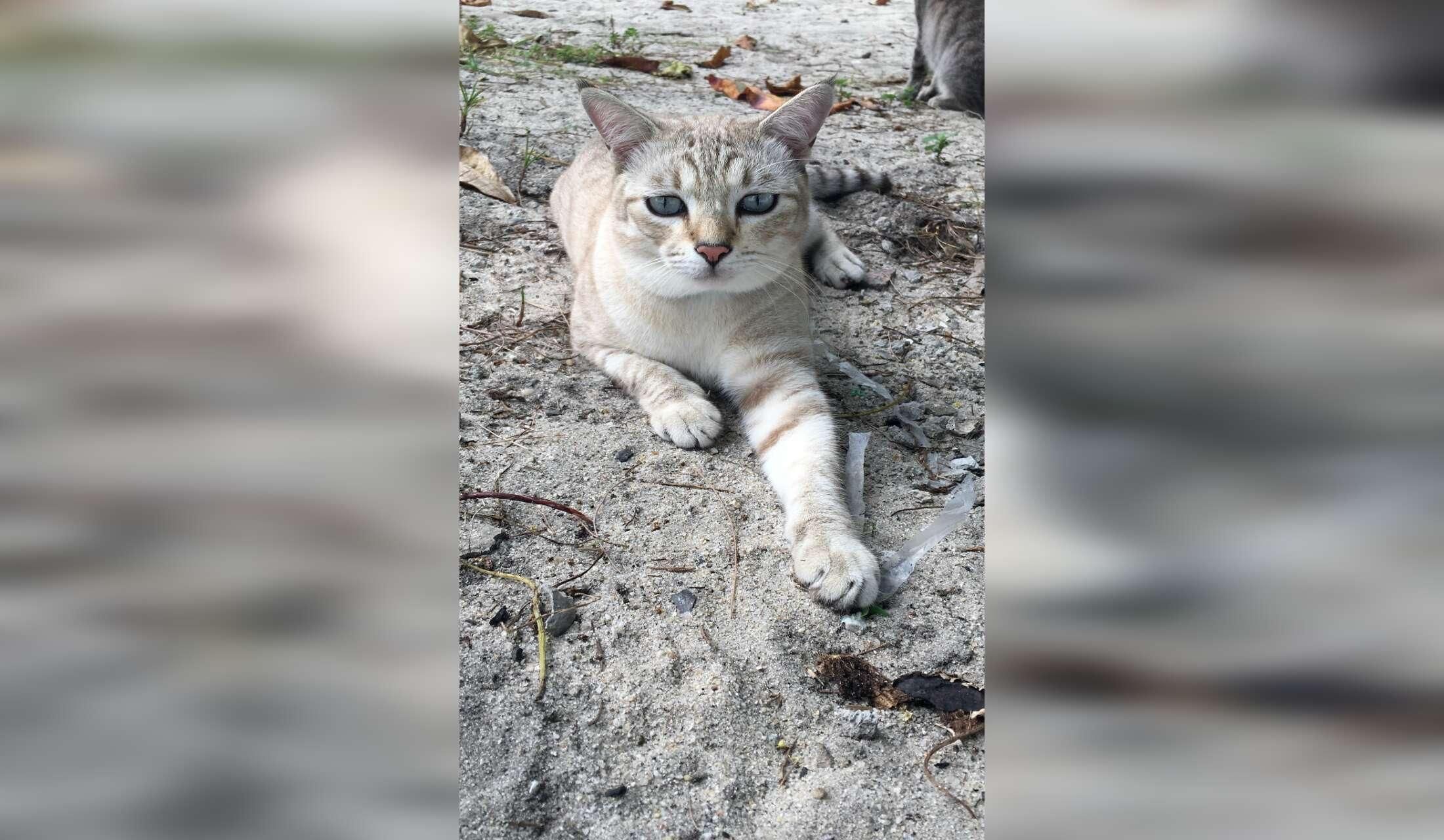Cat lovers needed for beachfront condo - Image 8