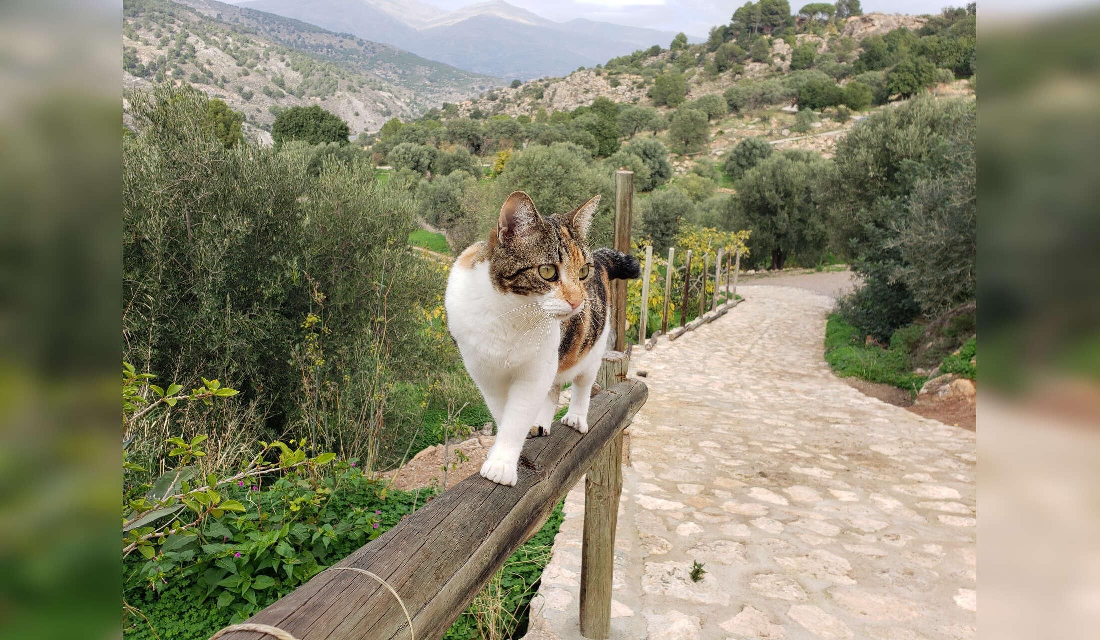 Country house in Andalusia - animal lovers only - Image 3
