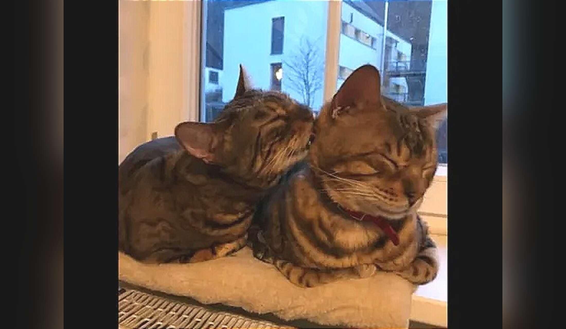 Beautiful Bengals in Heidelberg Germany - Image 6