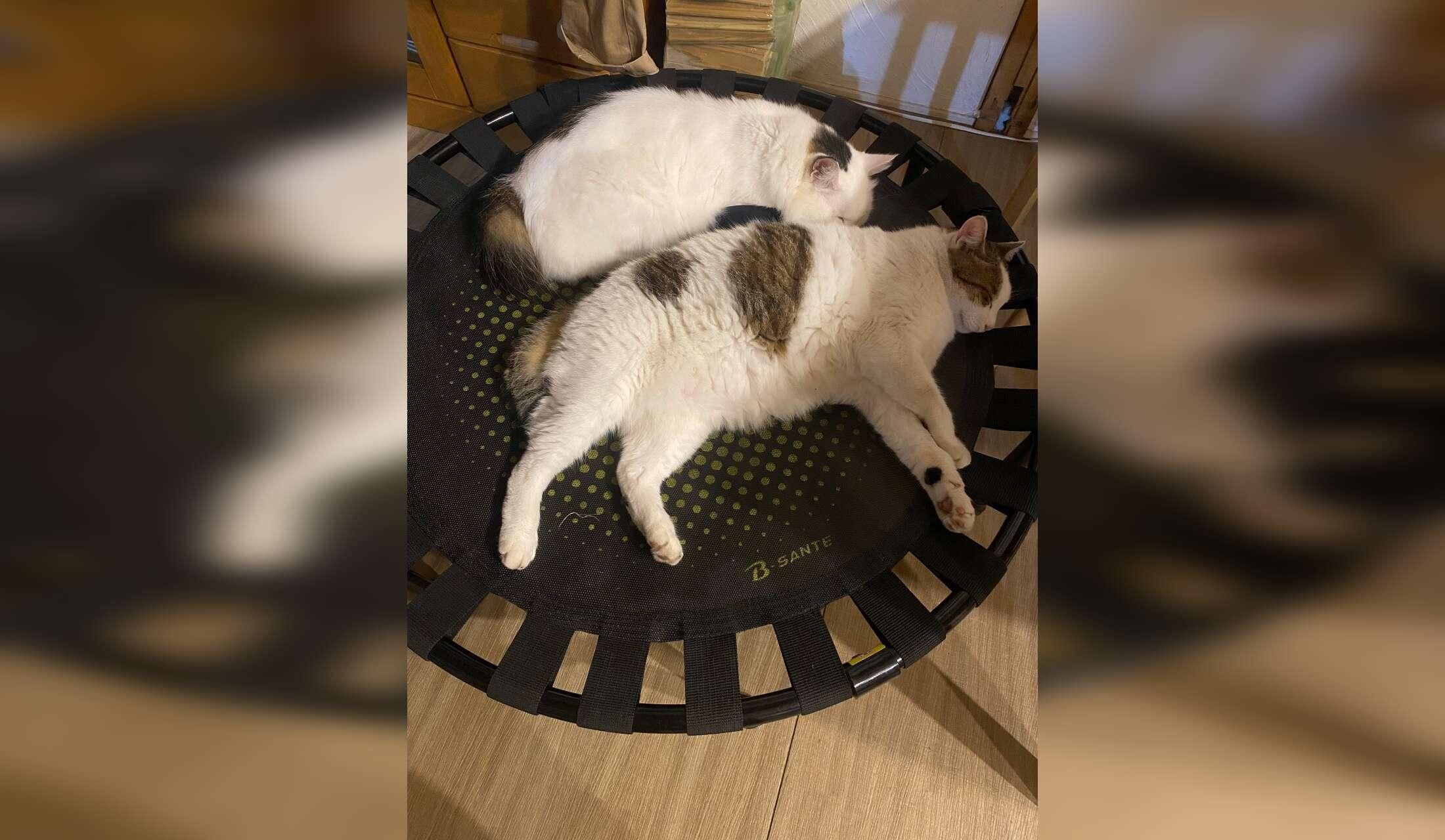 Cozy Hokkaido stay with friendly cats – onsen & beach 3 min walk - Image 9