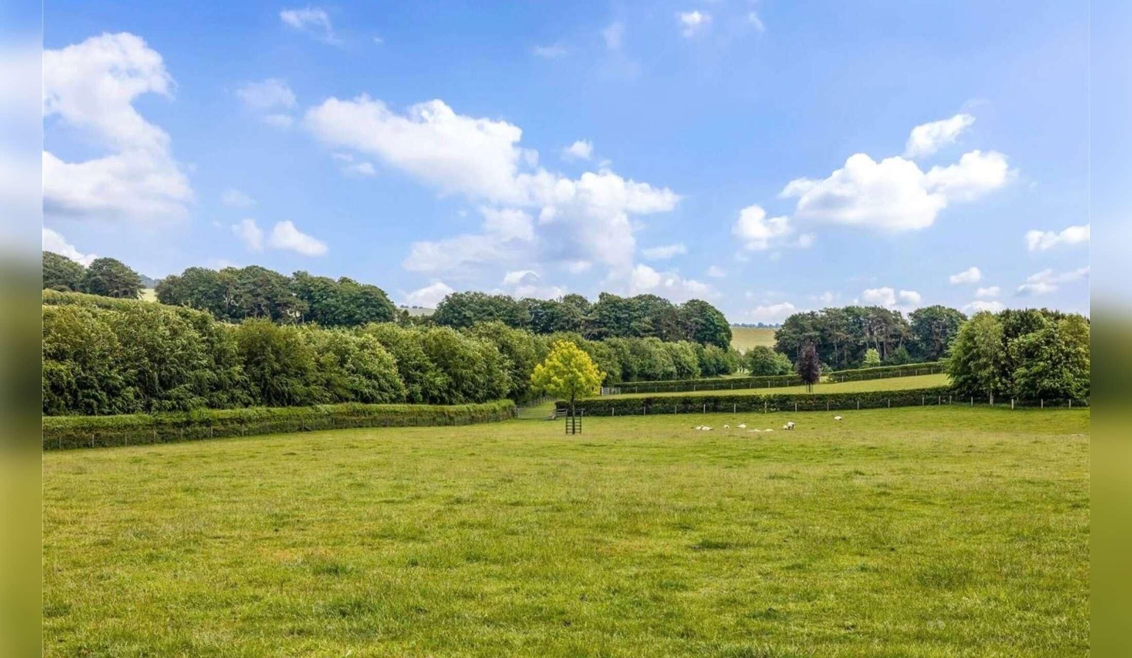 Gentle dog & playful cat looking for company in stunning Wiltshire countryside - Image 8