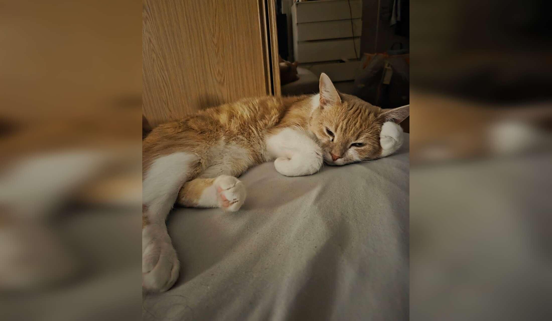 Cat loving sitter needed in Halmstad, Sweden - Image 6