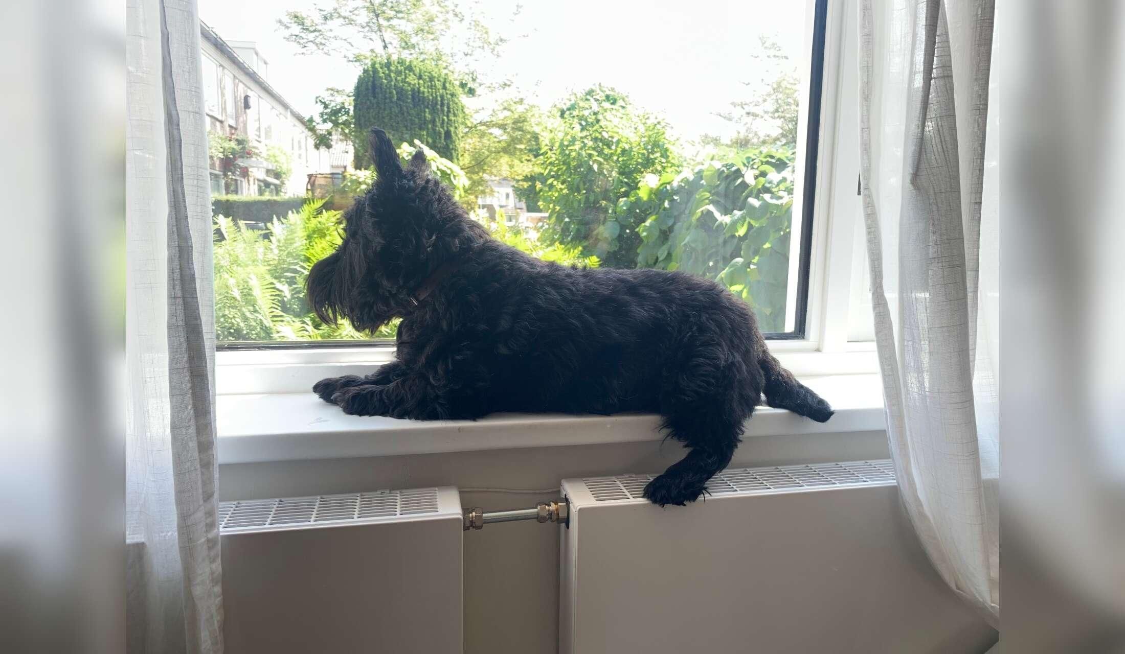 Pet & House sitter needed - Bussum - Image 4