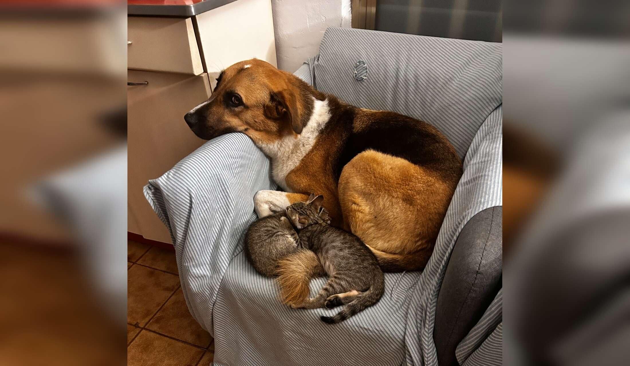 Winter by the sea in Sicily with two dogs and two cats