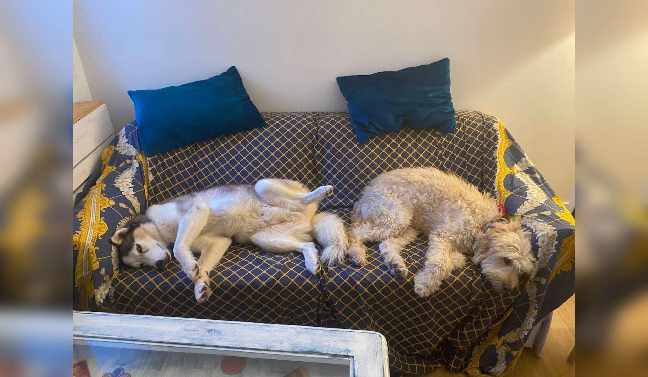 Take care of two quiet dogs, 100m from the beach in the beautiful historic town of Almuñecar, Andalusia, near Granada, Sierra Nevada and Malaga - Image 2