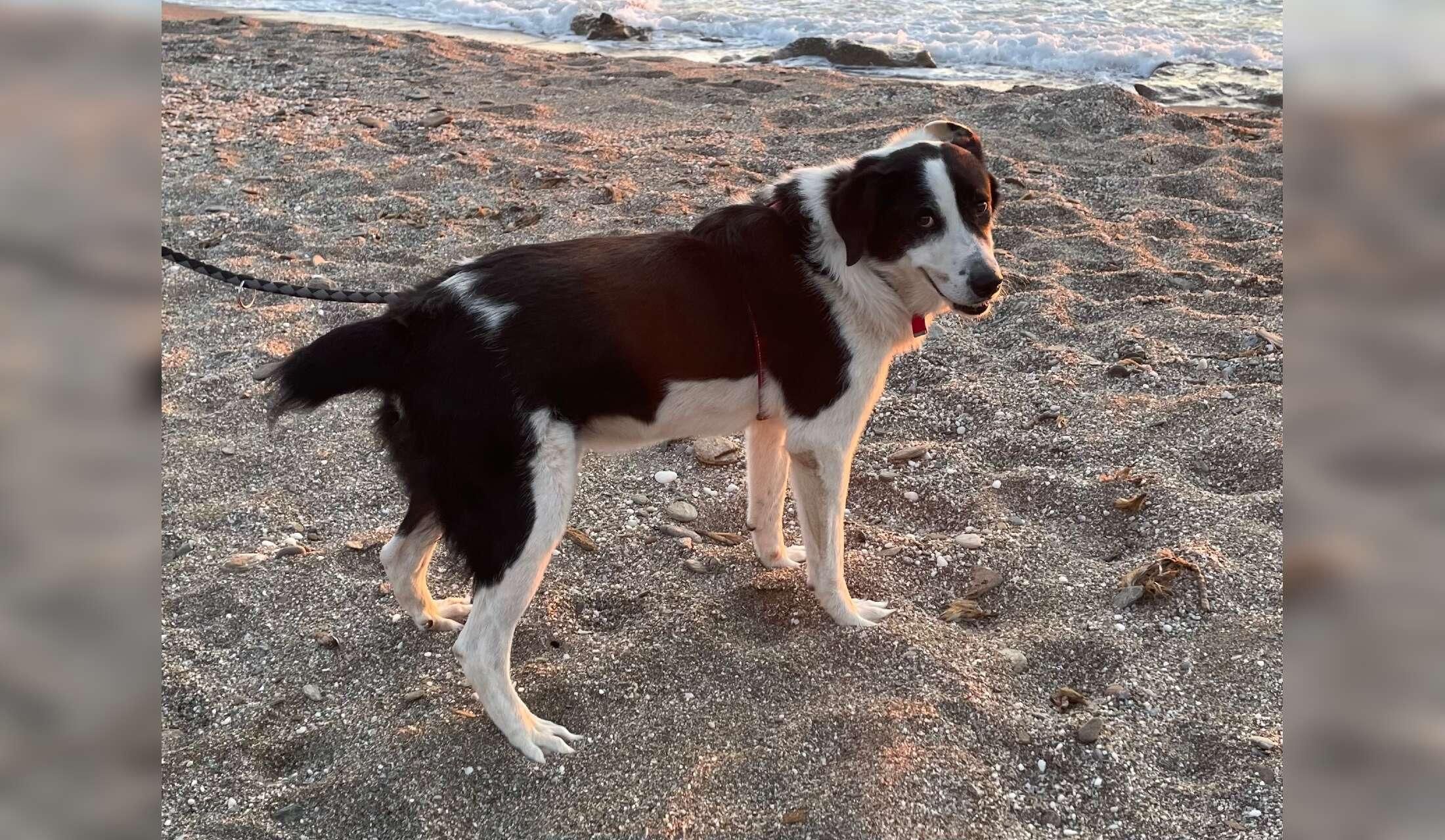 A Greek Island, beautiful views and one happy dog
