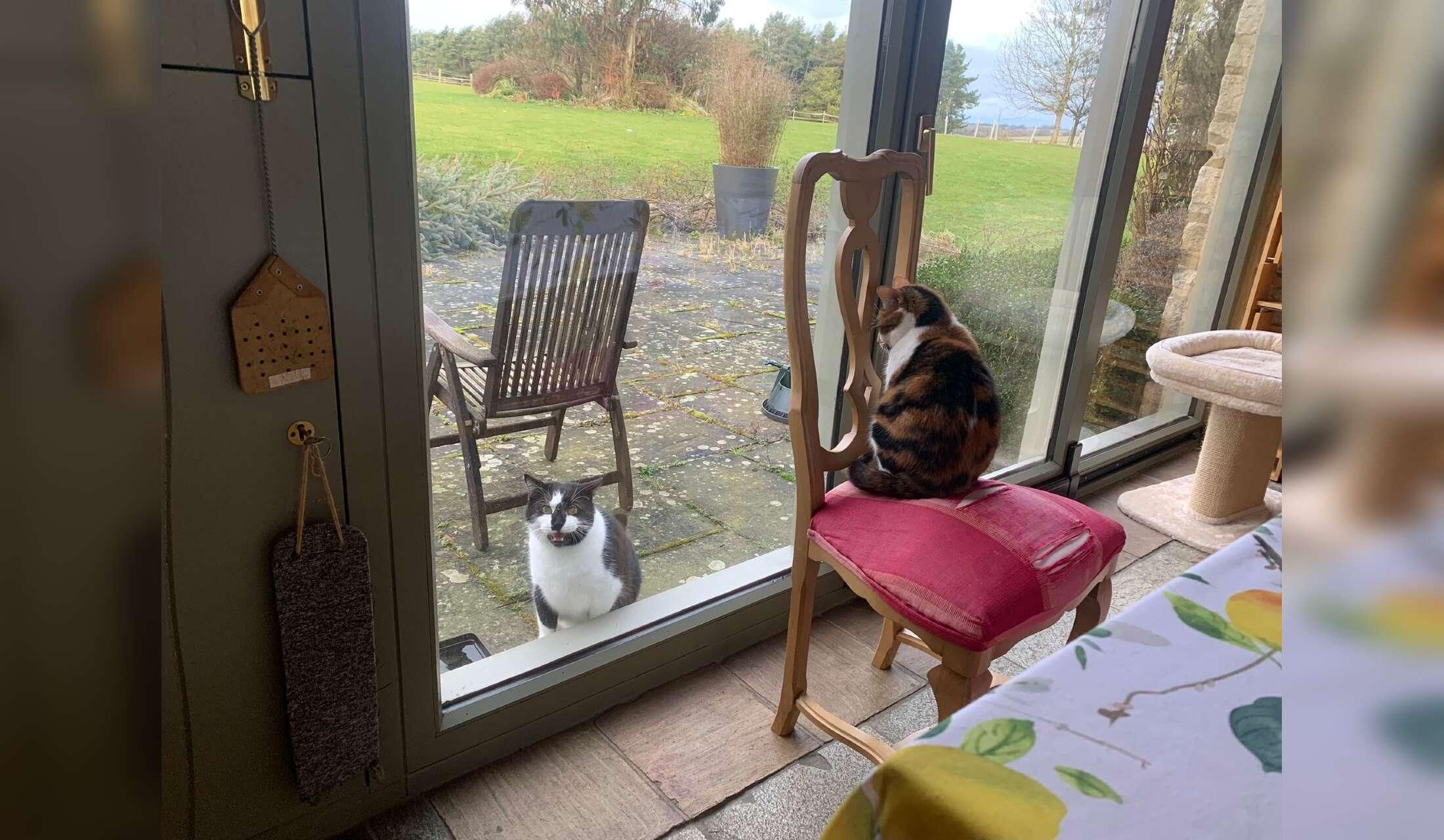 Farm stay: 15 alpaca, 2 cats, 1 house with housemate - Image 2