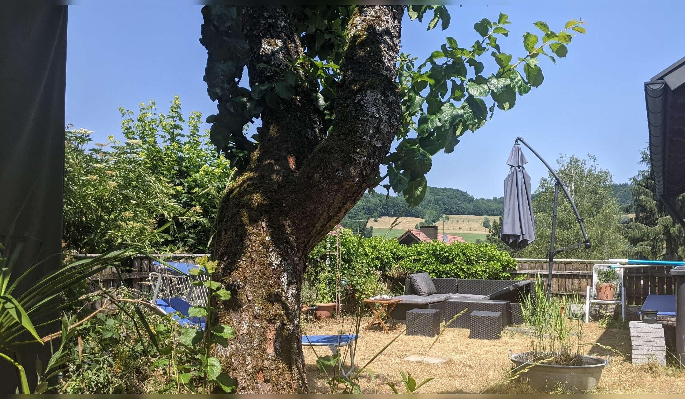 Haus- und Katzensitte 7.9.-5.10.2026 gesucht. Zu betreuen ist eine Katze sowie Garten und Pool. - Image 3