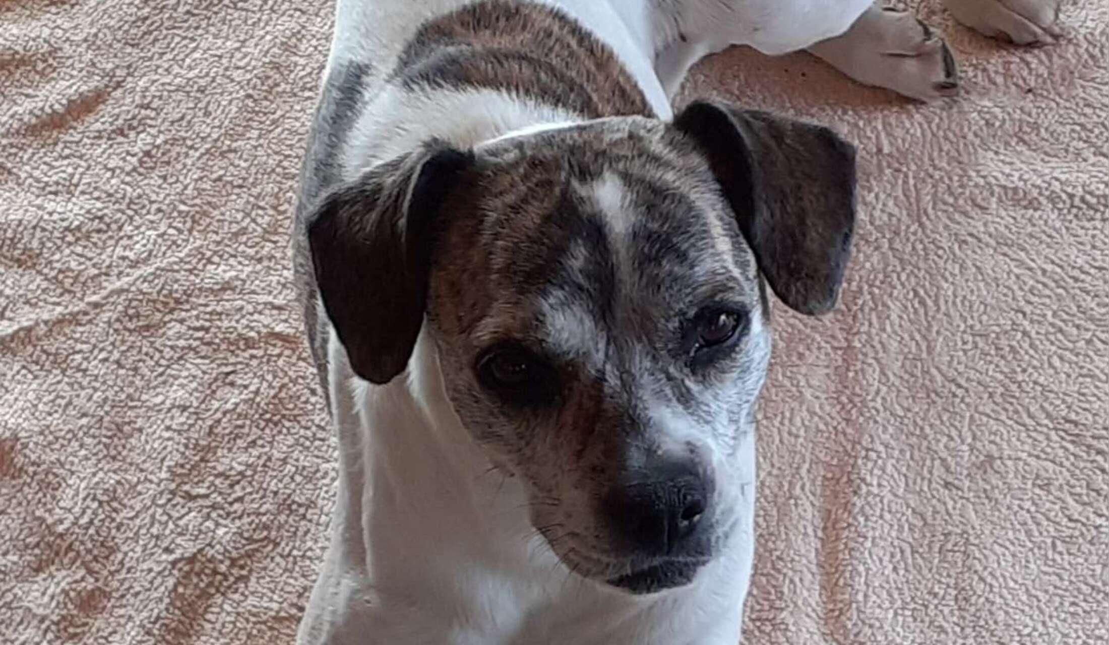 Looking for a dog loving housesitter from 16th September- 25th September.  Need to enjoy beautiful countryside, like walking energetic dog. Look after pot plants, and salt pool (not usually acproblem) - Image 2