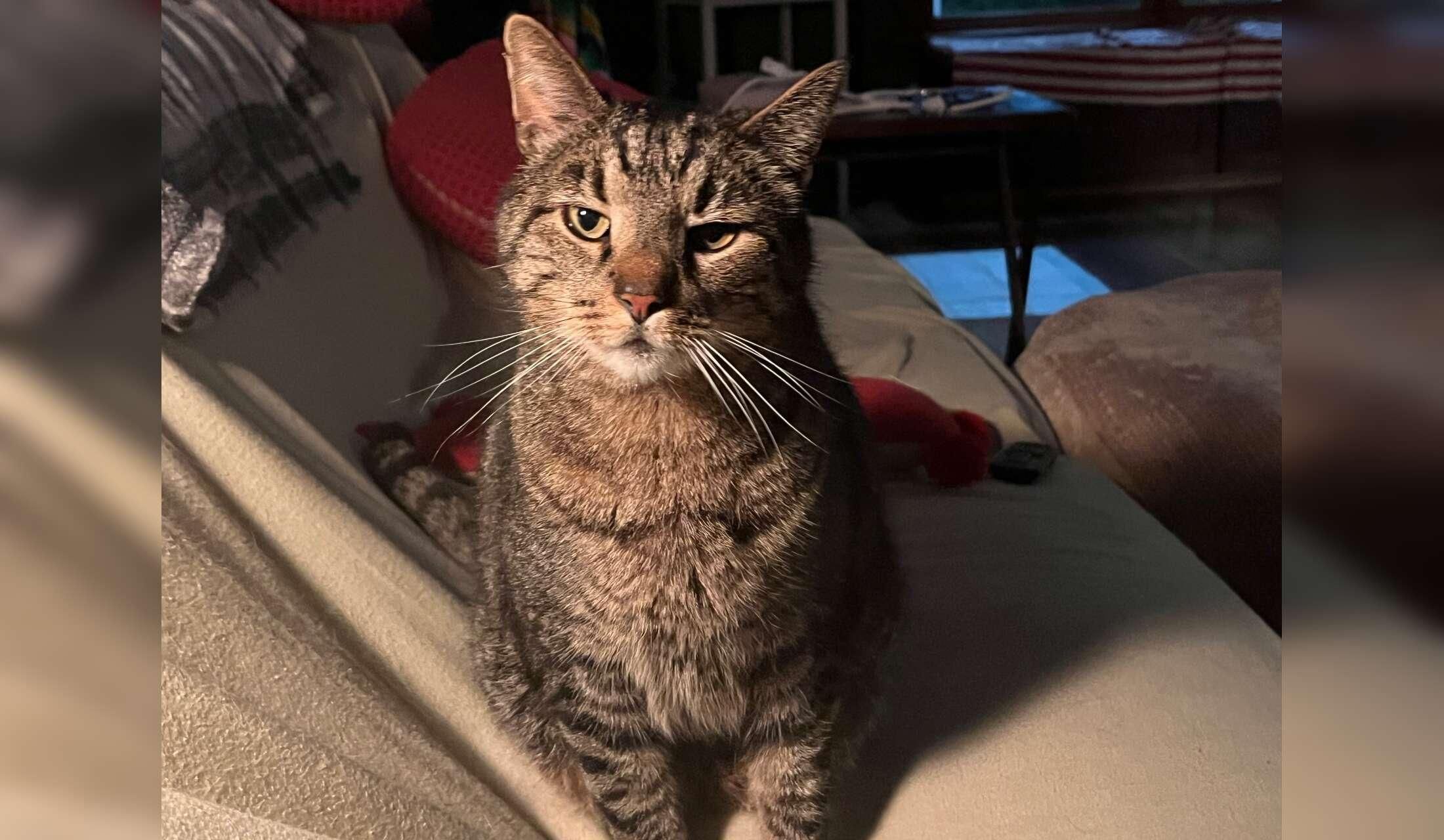 Peaceful Rural Virginia Home & Four Sweet Cats — 11-Week Winter Sit - Image 5
