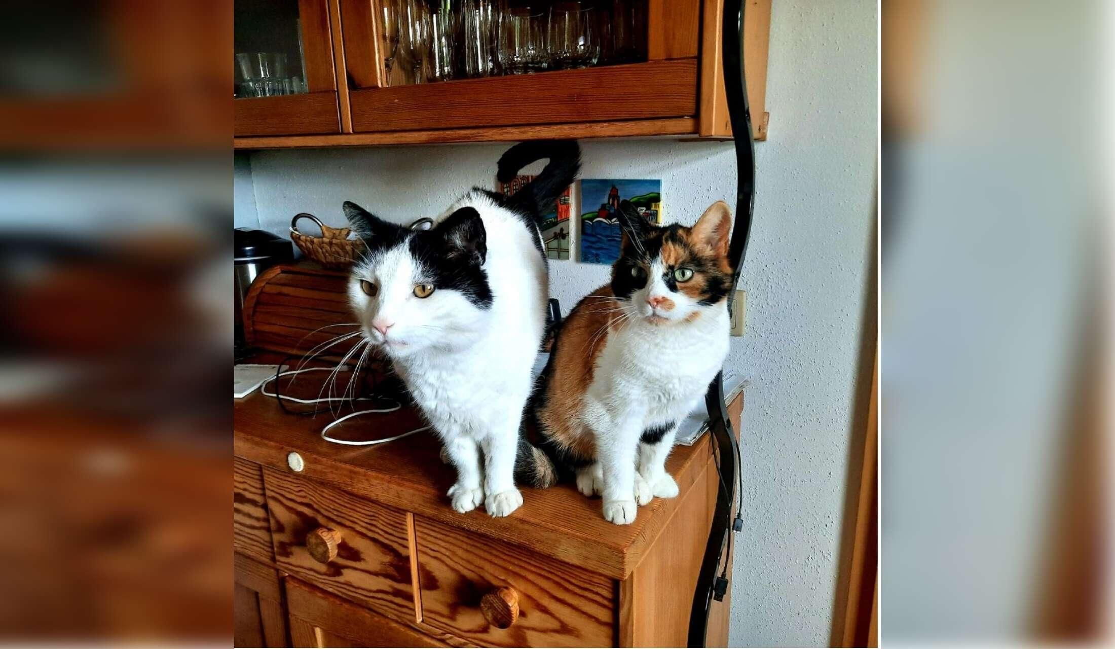 Housesitting 2 cats and 5 chicken in a village near Vienna, Austria 19. October - 3.November 2026