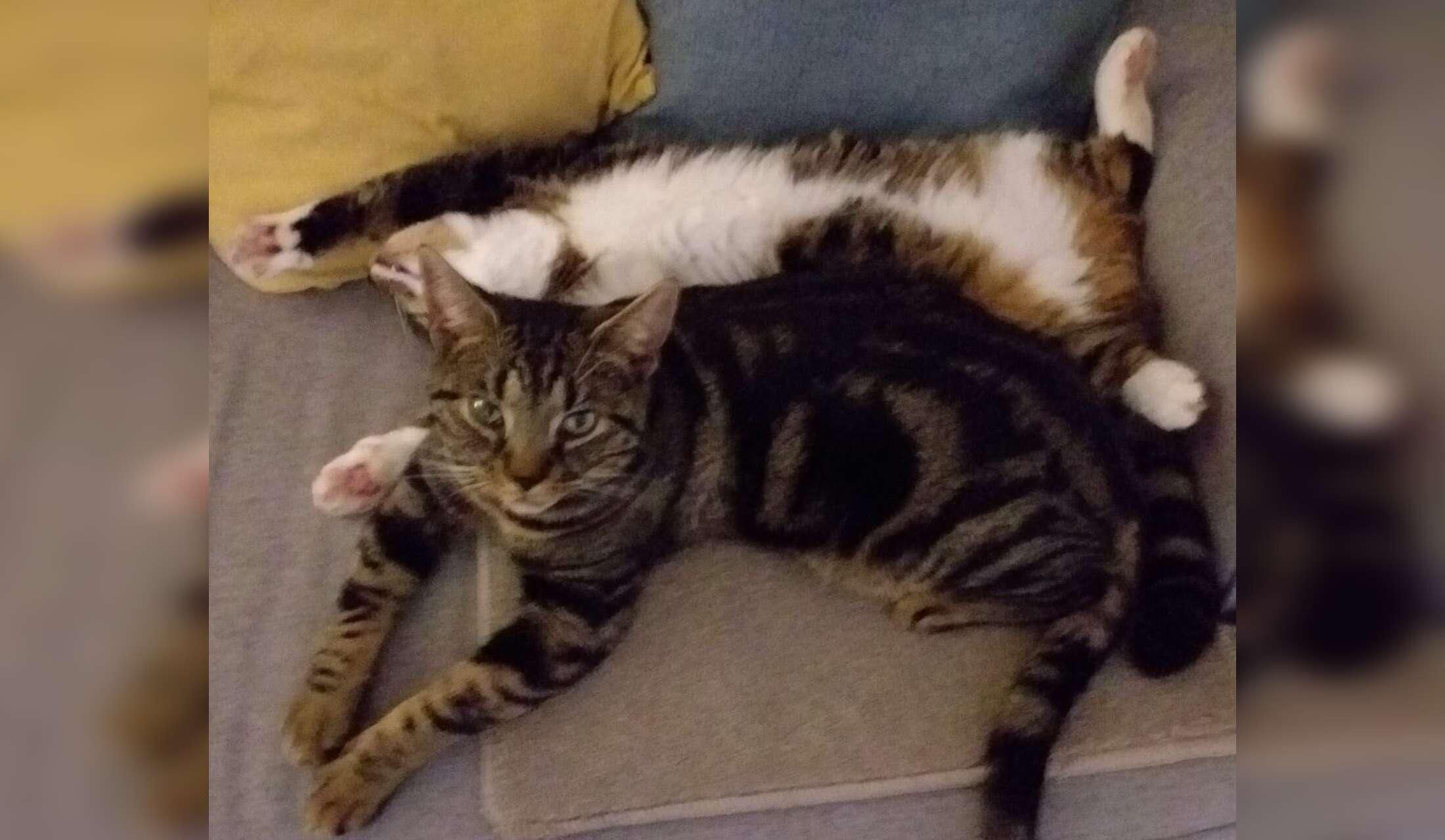 Can you help? House/Cat sitter needed urgently due to sudden illness of current sitter.Lovely house in Herefordshire  Dates - Now until 15th October - Image 4