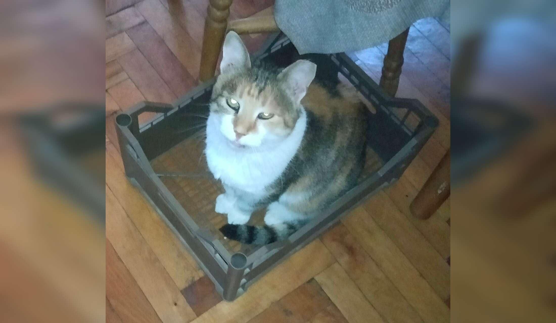 Cat Loving Sitter Wanted for 3 Months (February through April) - Image 2