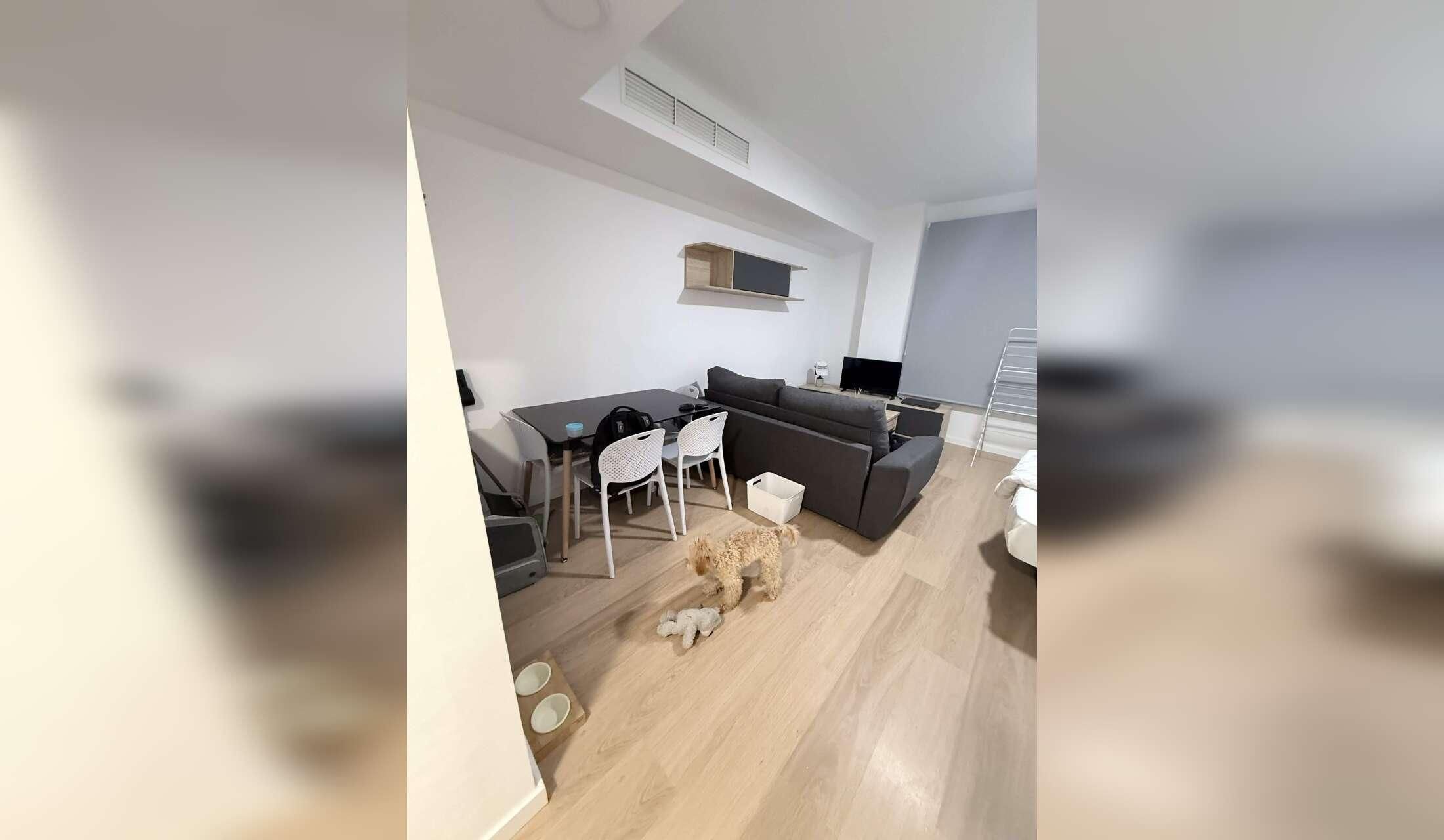 Puppy sitter needed - Image 3