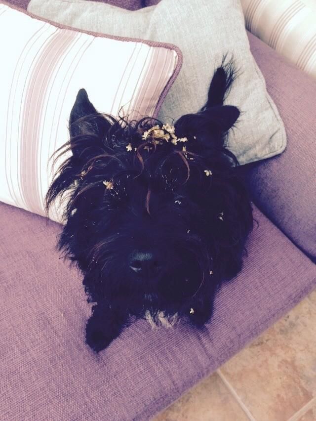 Dog lover for house sit in Dorset, UK - Image 5