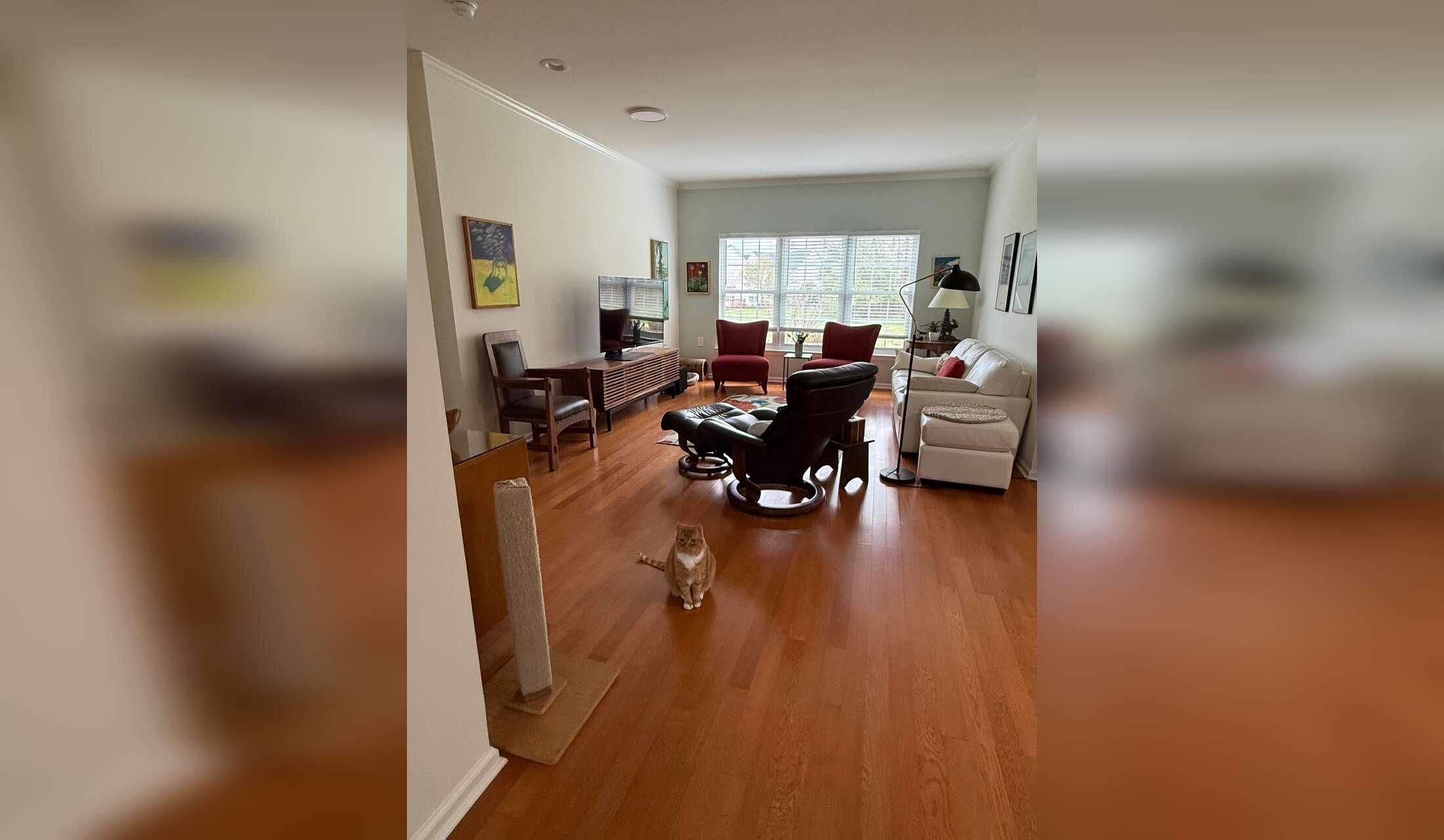 Cat sitter needed October 13-22  close to Princeton NJ - Image 5