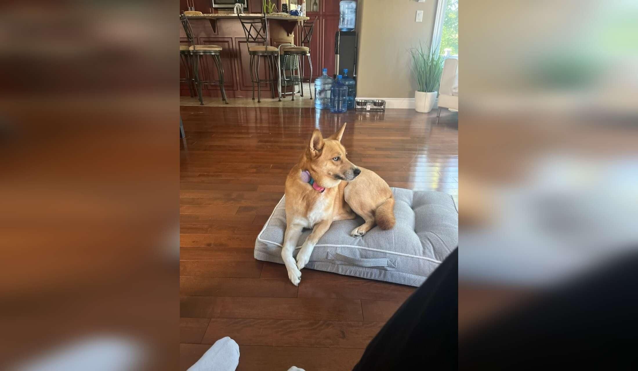 One cute dog in a Country Home
