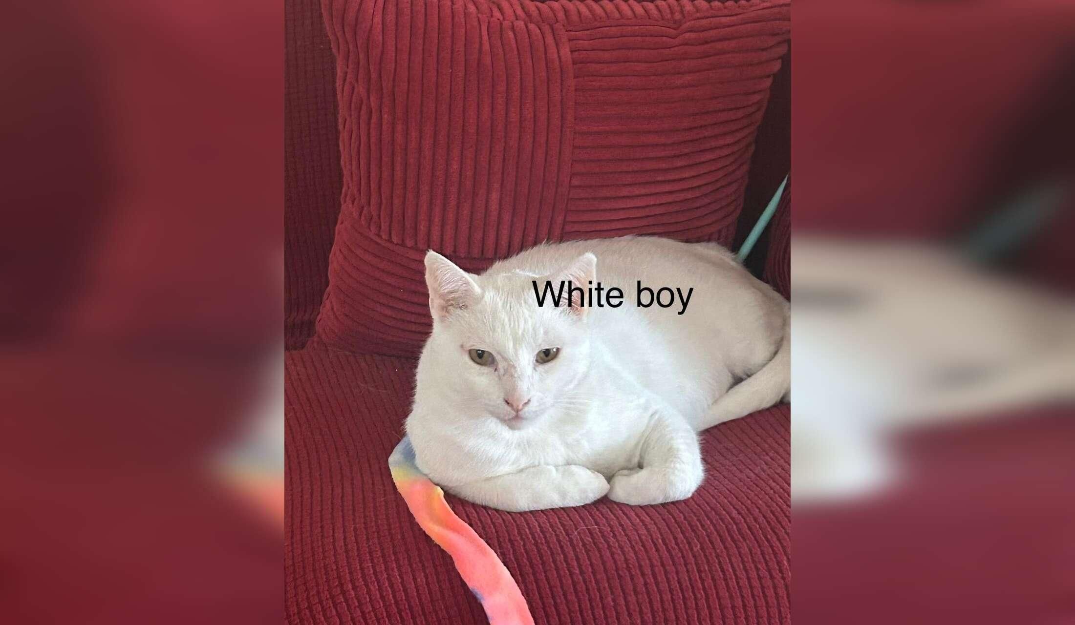 Interviewing for cat sitter - Image 7