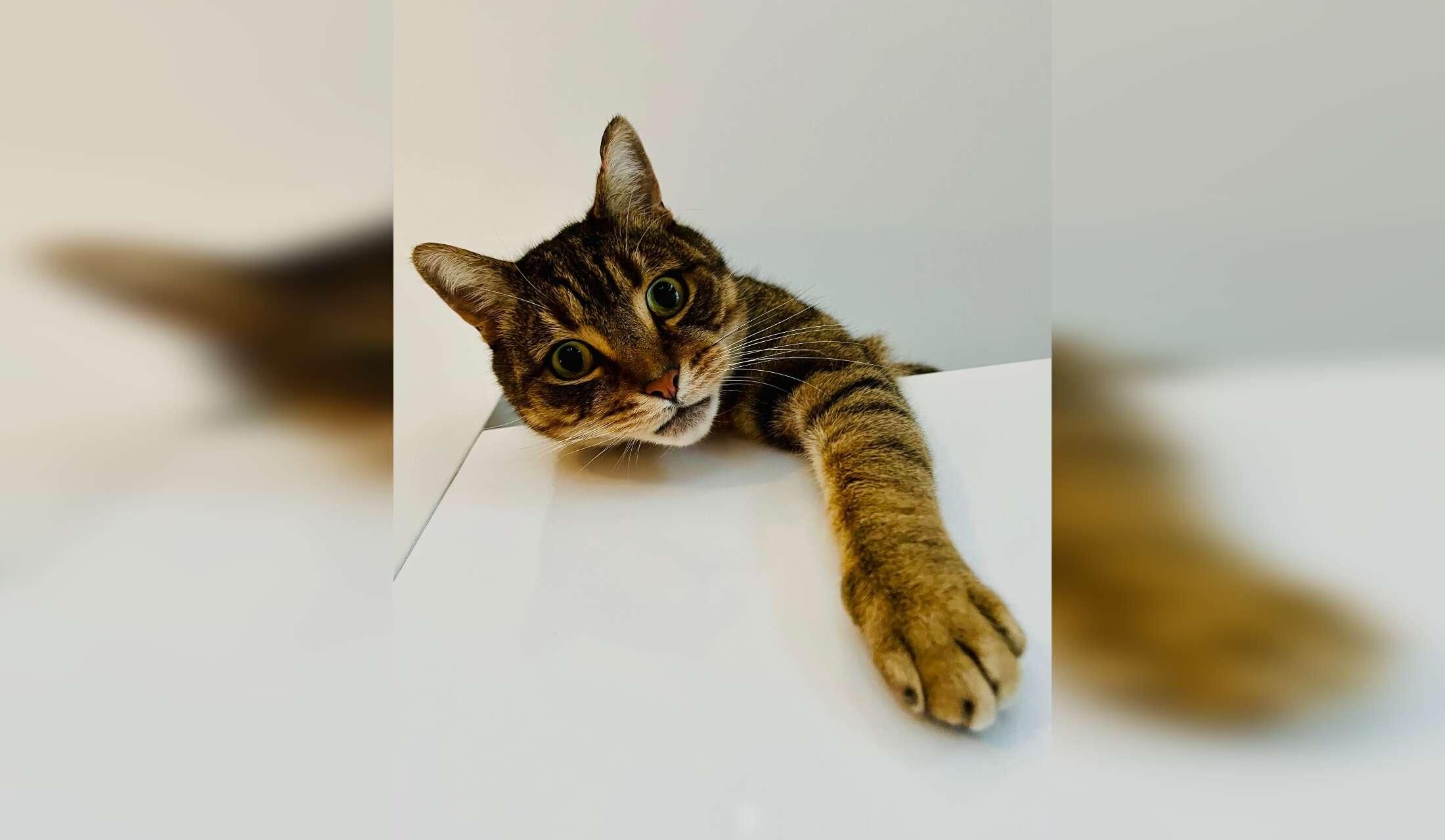 3-bedroom inner city house in vibrant, leafy Flemington - with a gorgeous kitty - Image 2