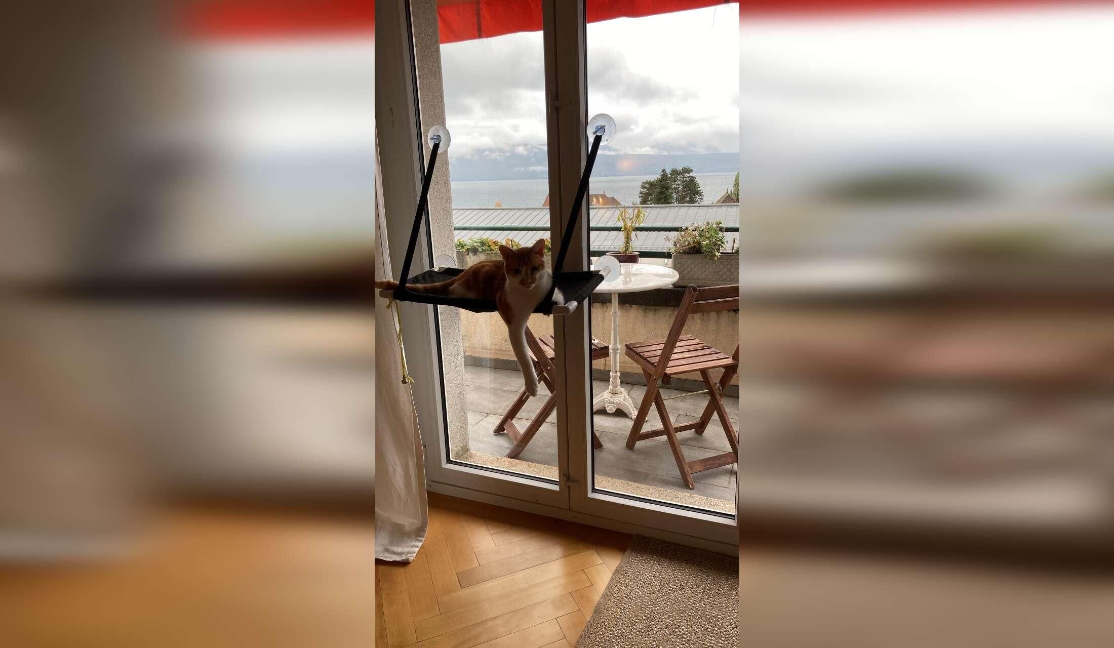 Cat lover - Stay near Lausanne, Switzerland - Image 7