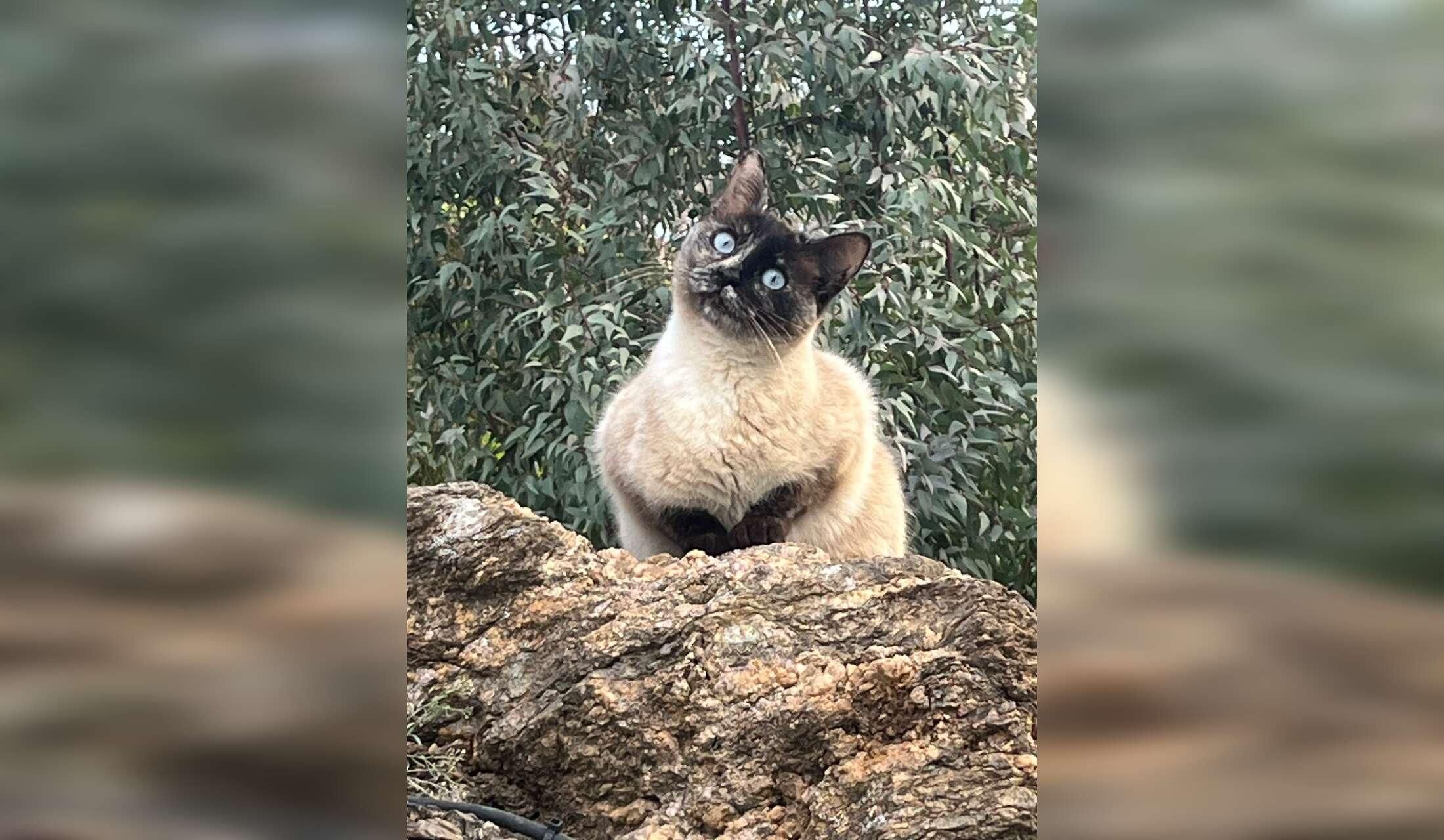 Cat sitting in Torrox campo - Malaga province Andalucia - Image 9