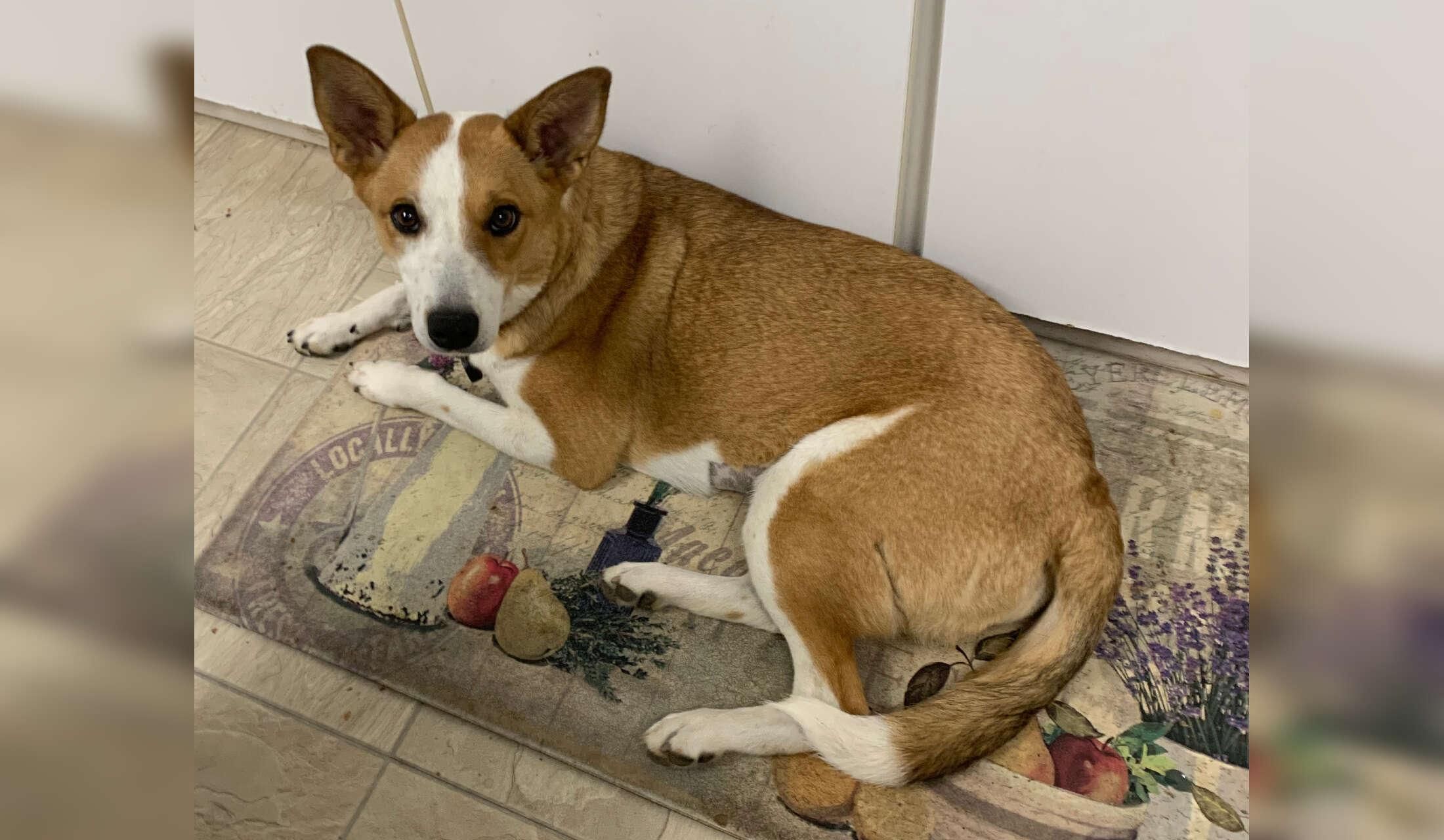 Senior widow looking for house/ pet/ plant sitter - Image 3