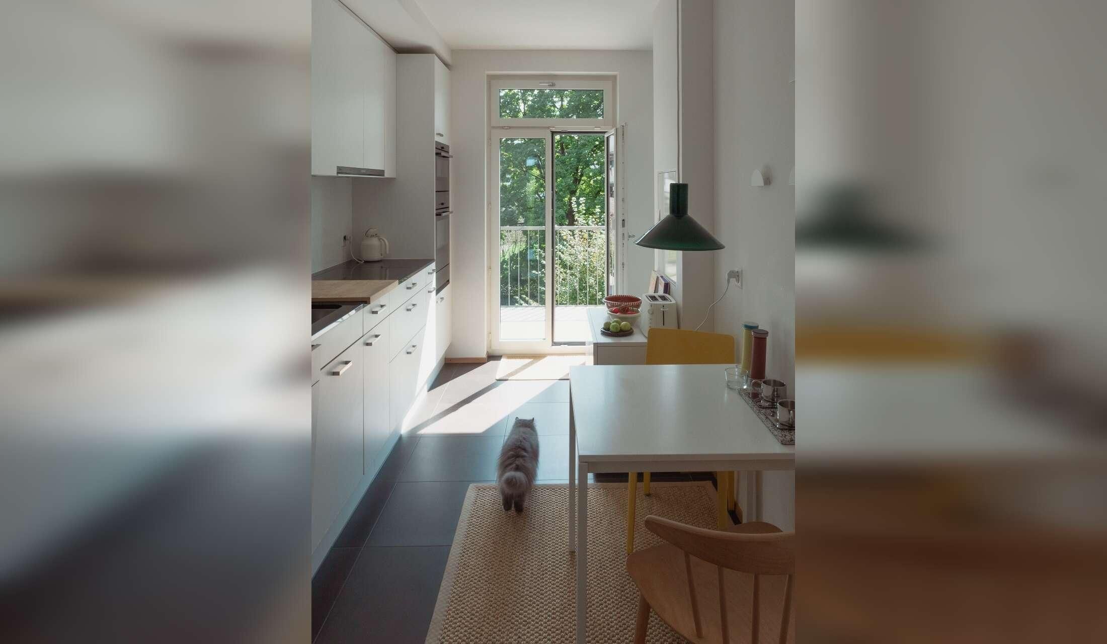 Lovely Persian cat in beautiful and central Zurich apartment